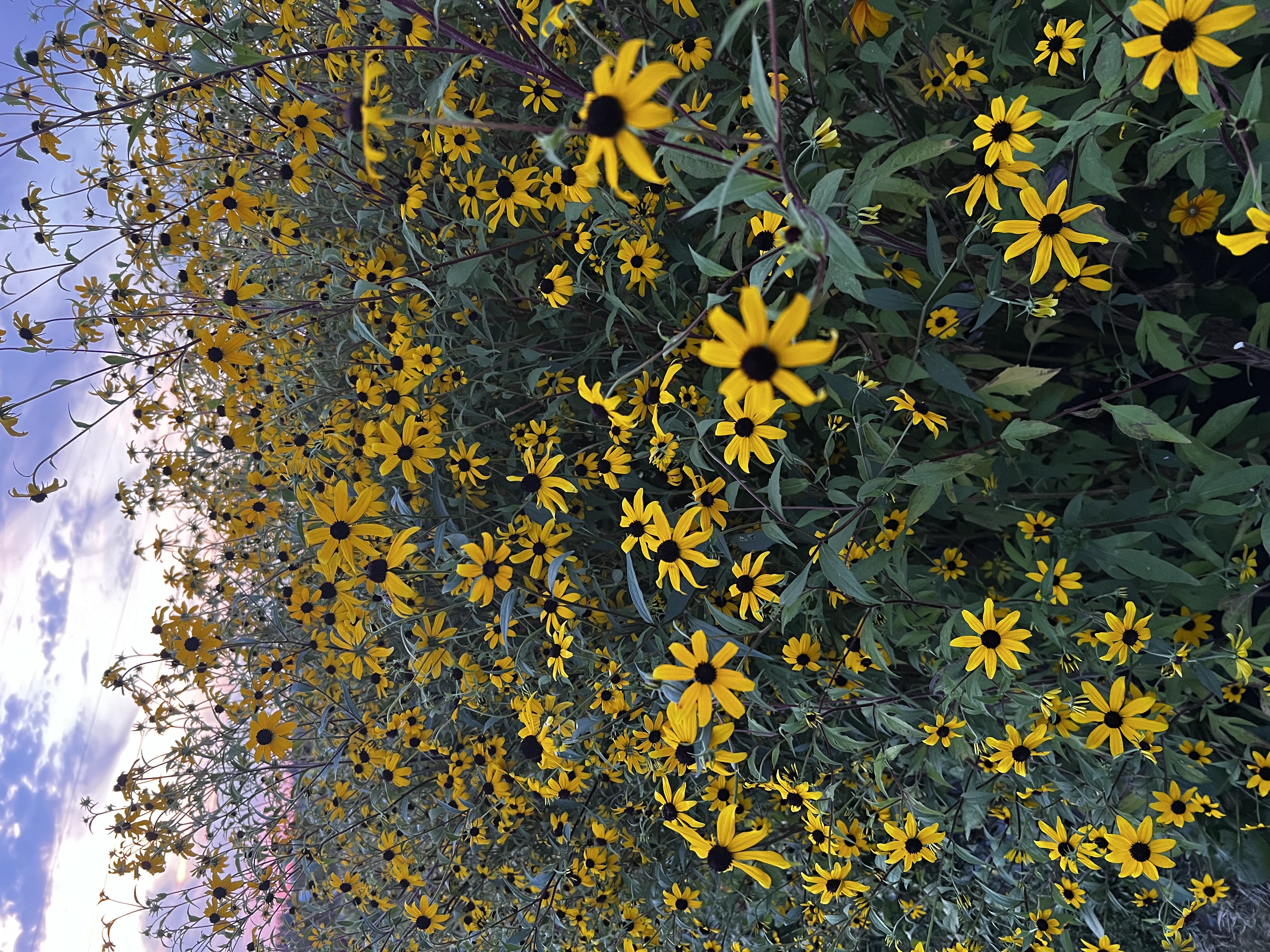RUDBECKIA triloba