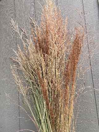 Grass