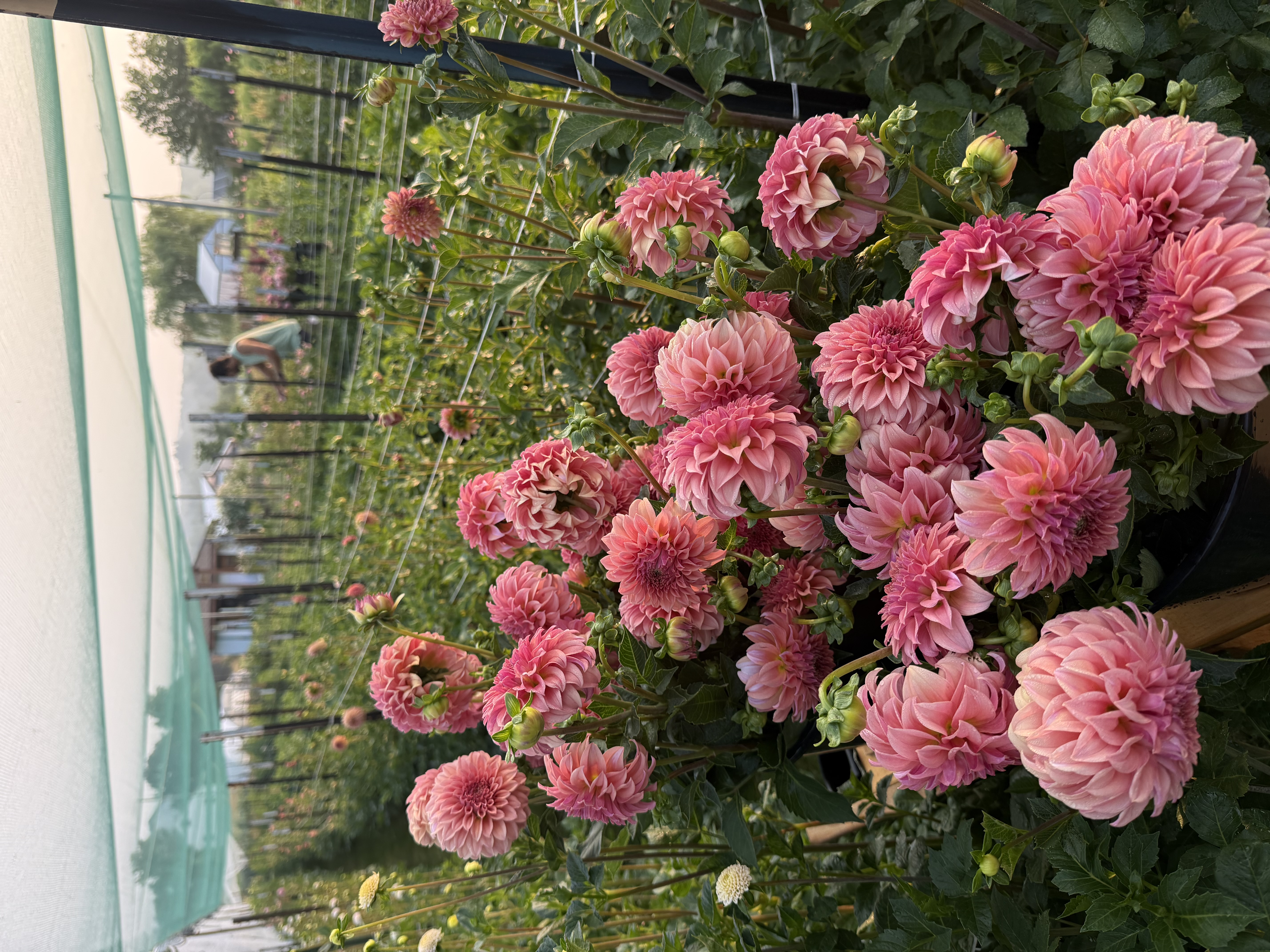 DAHLIA Peaches n Cream