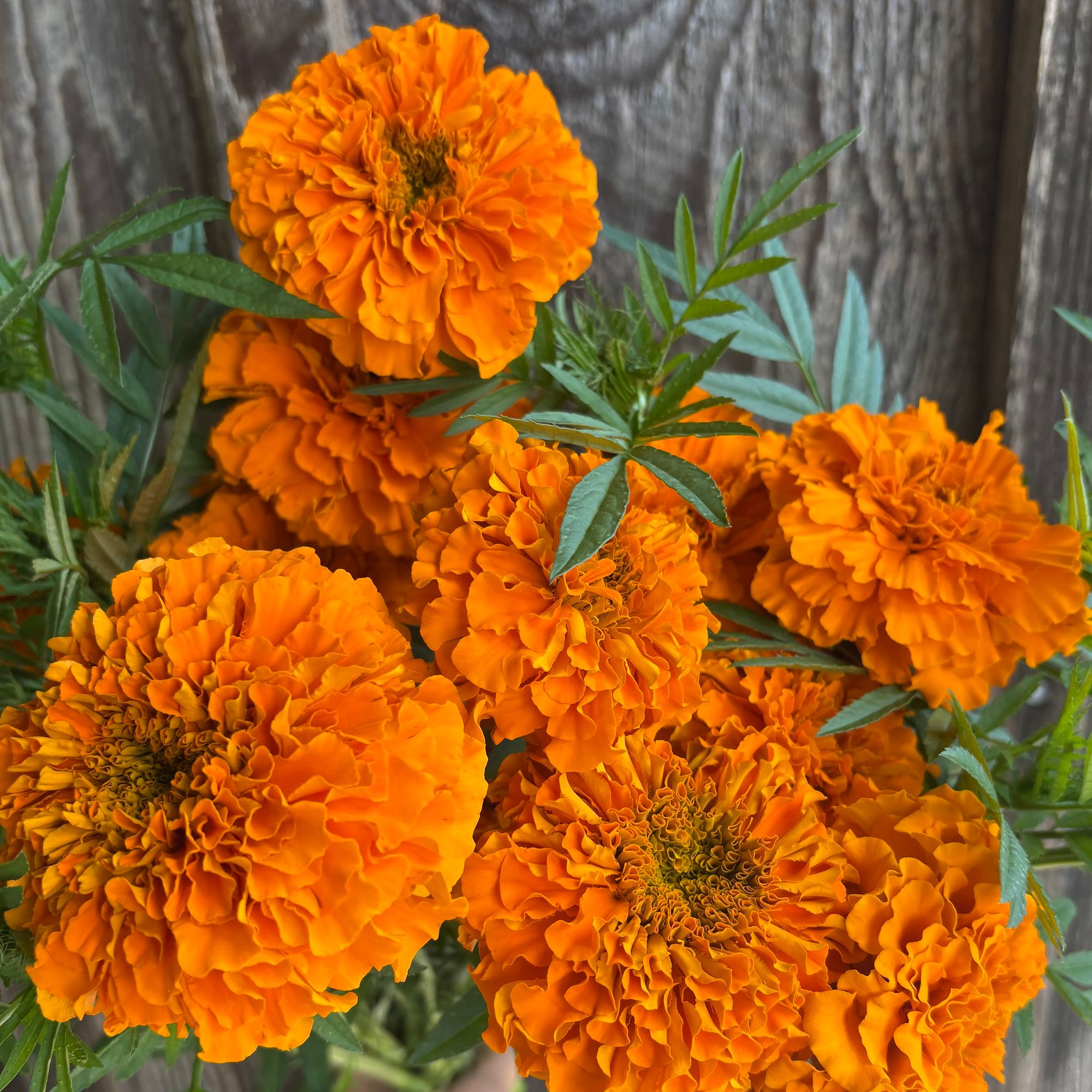 TAGETES erecta Chedi Orange
