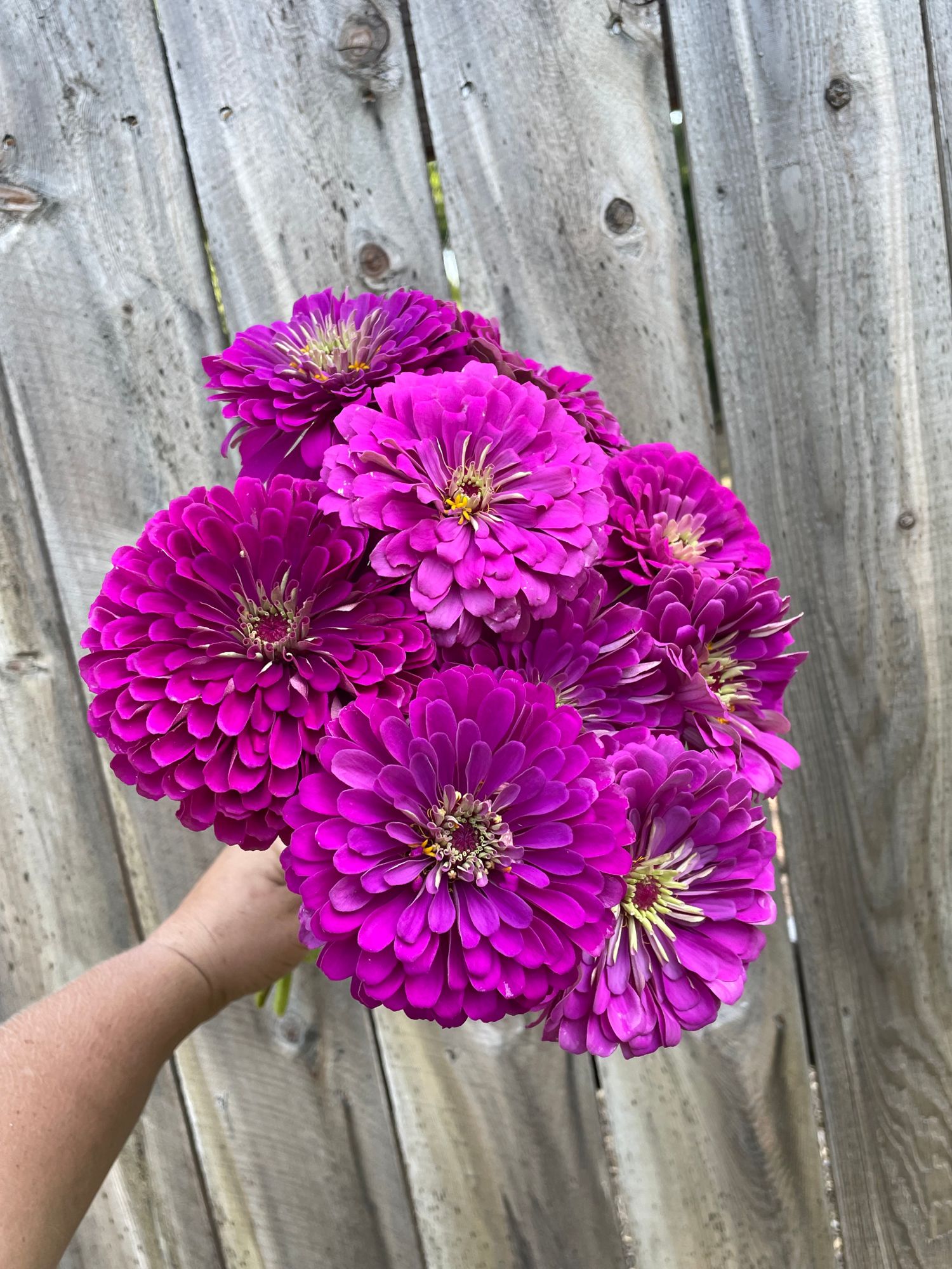 ZINNIA elegans Benarys Giant