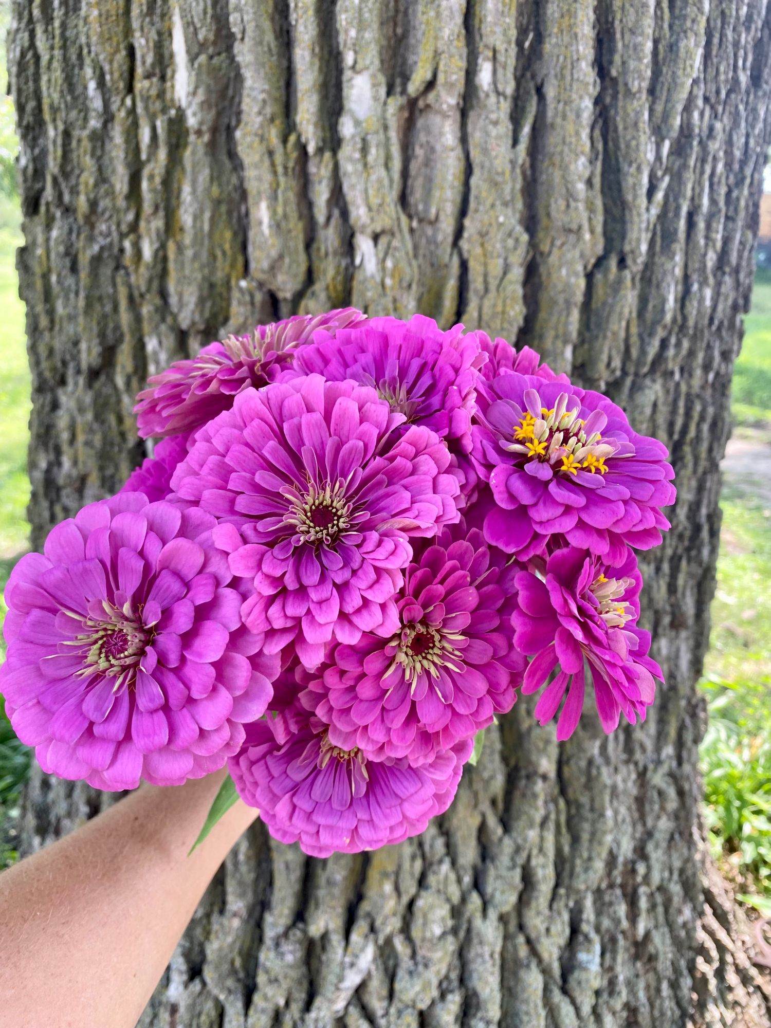 ZINNIA elegans Benarys Giant