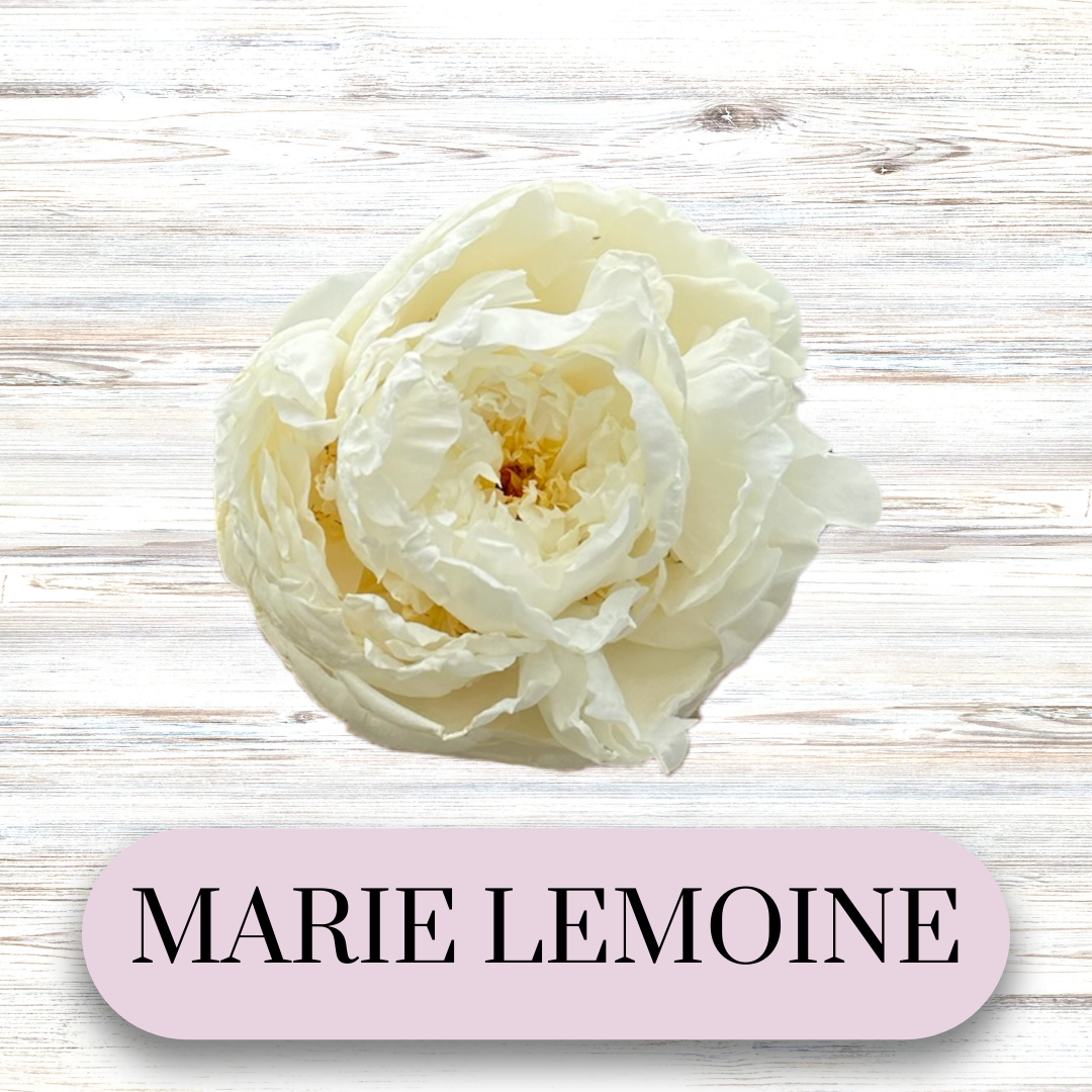 PAEONIA lactiflora Marie Lemoine
