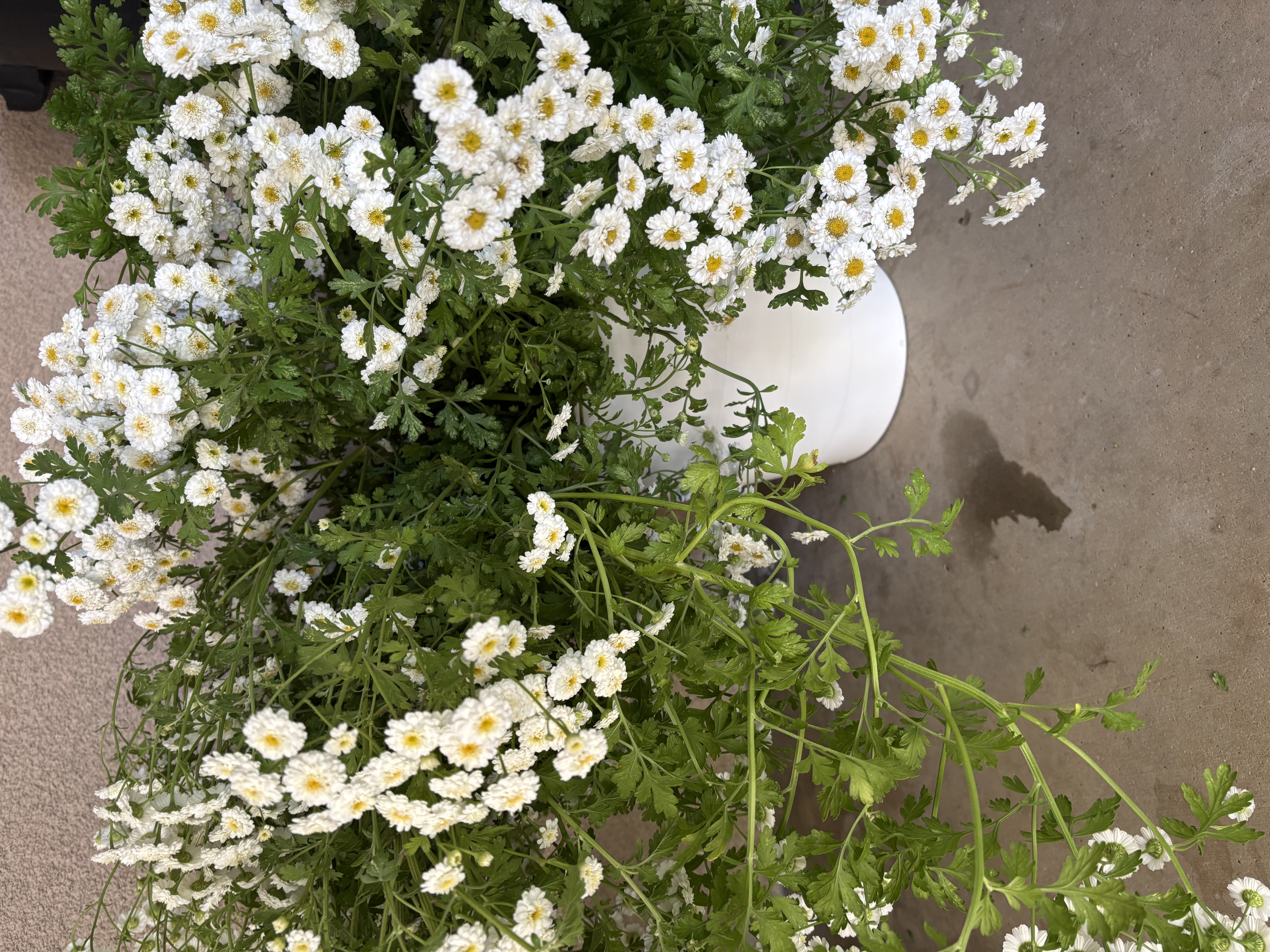 TANACETUM parthenium Tetra