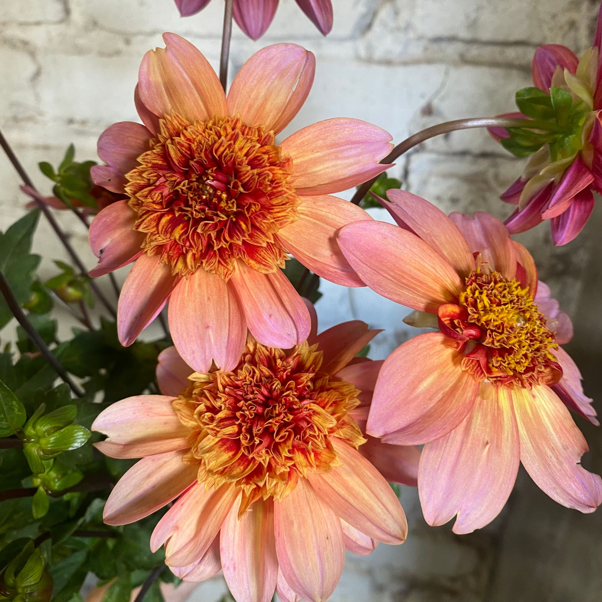 DAHLIA Totally Tangerine