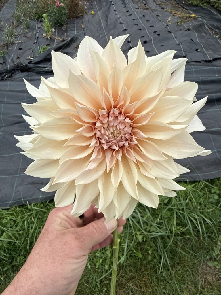 DAHLIA Cafe Au Lait