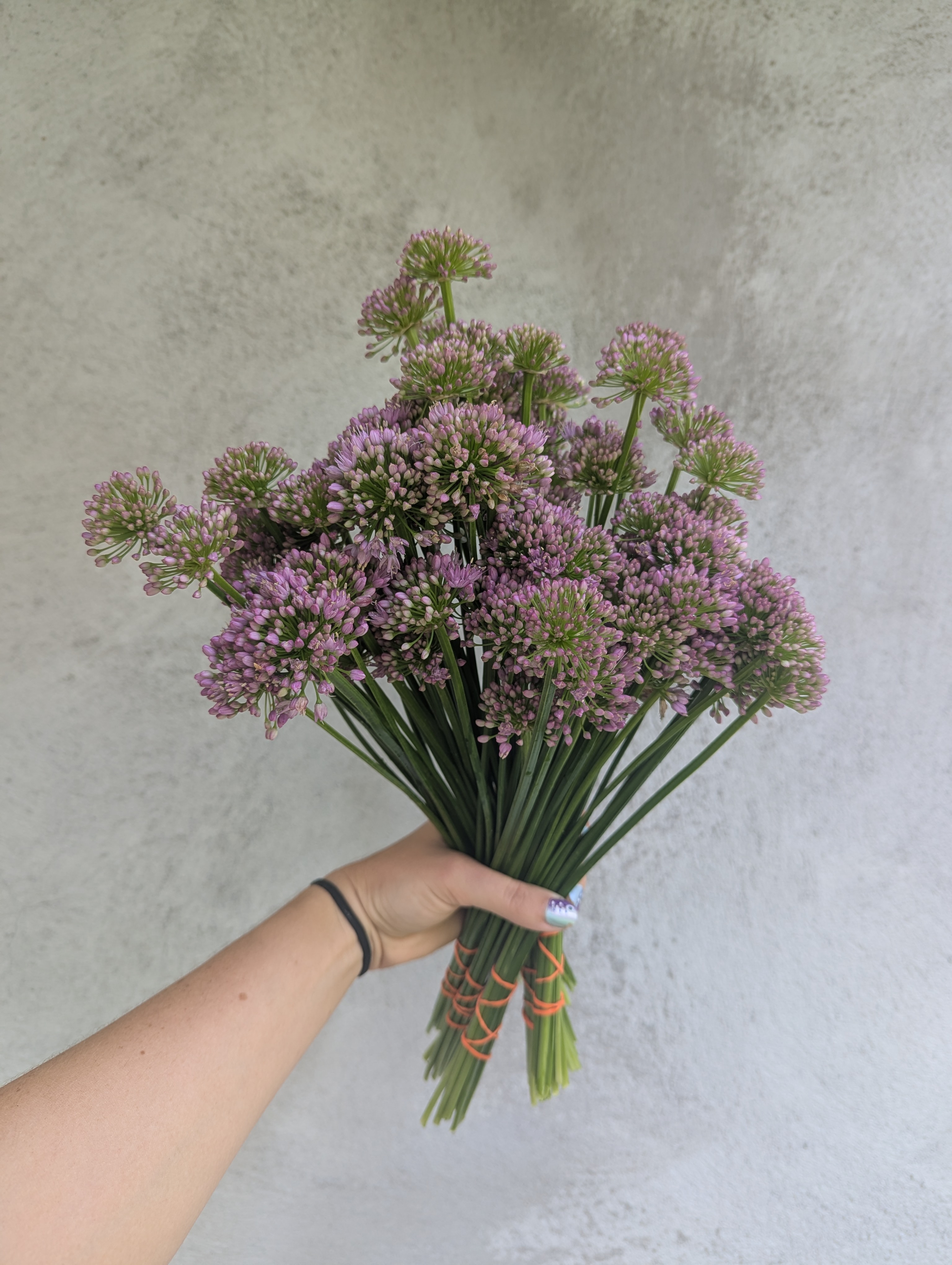 ALLIUM x Millenium