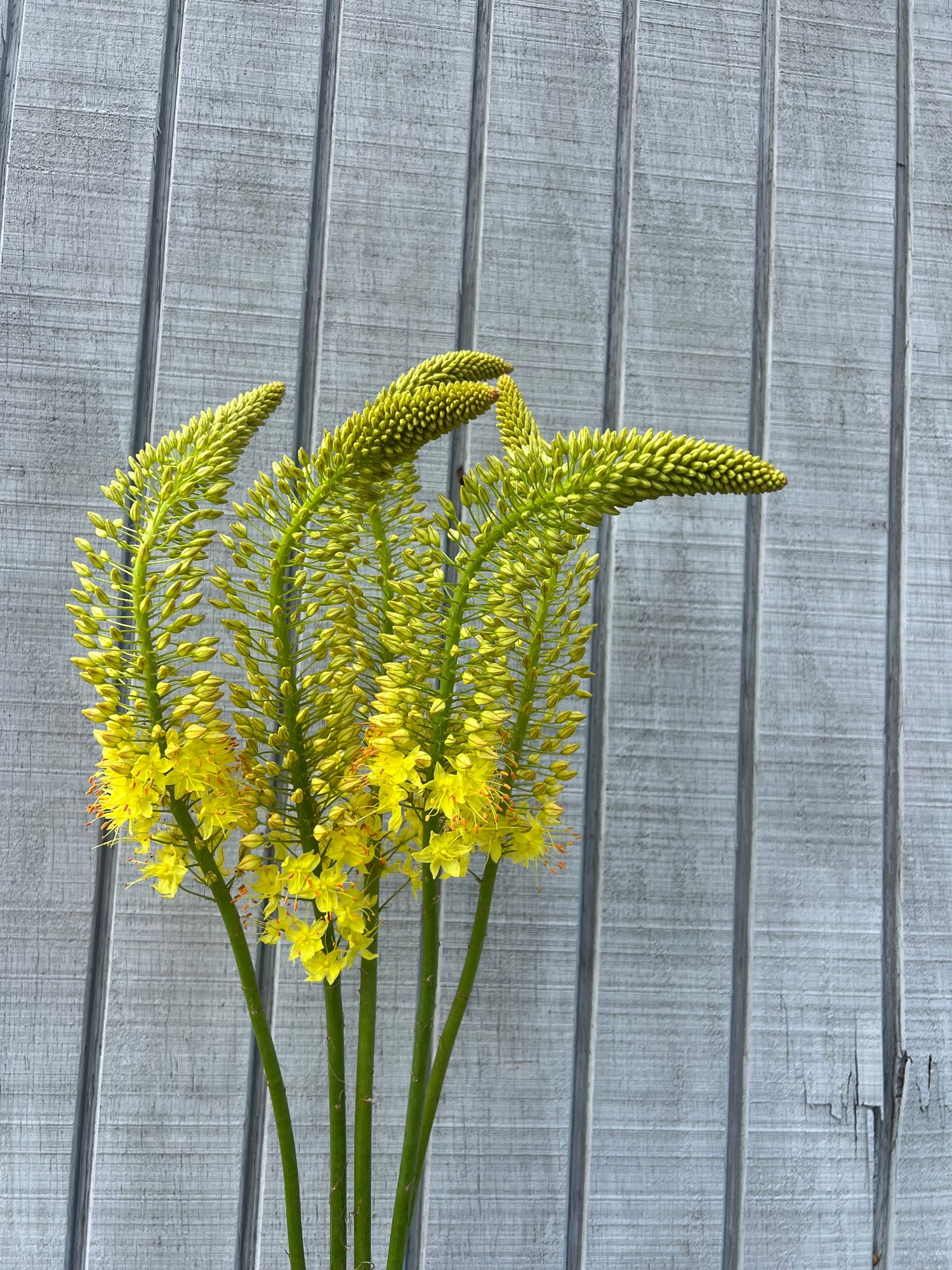 EREMURUS aitchisonii