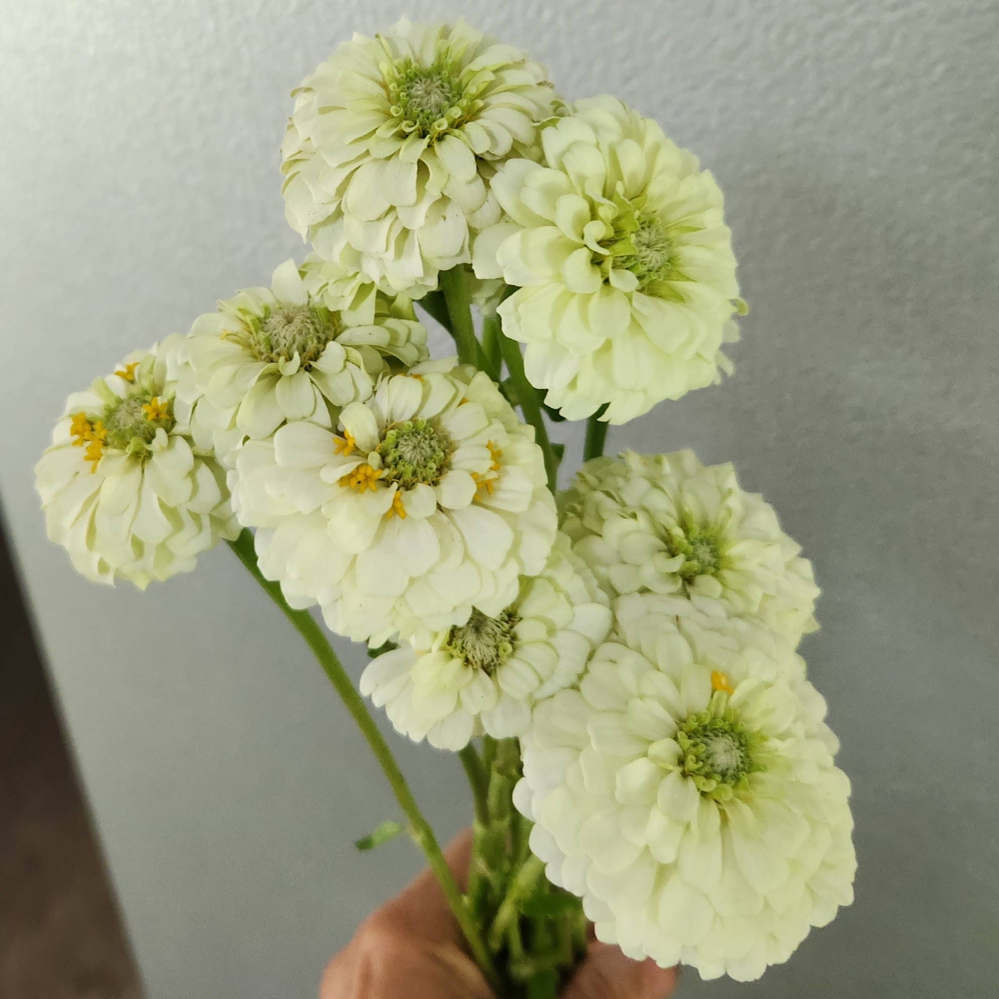 ZINNIA elegans Oklahoma White
