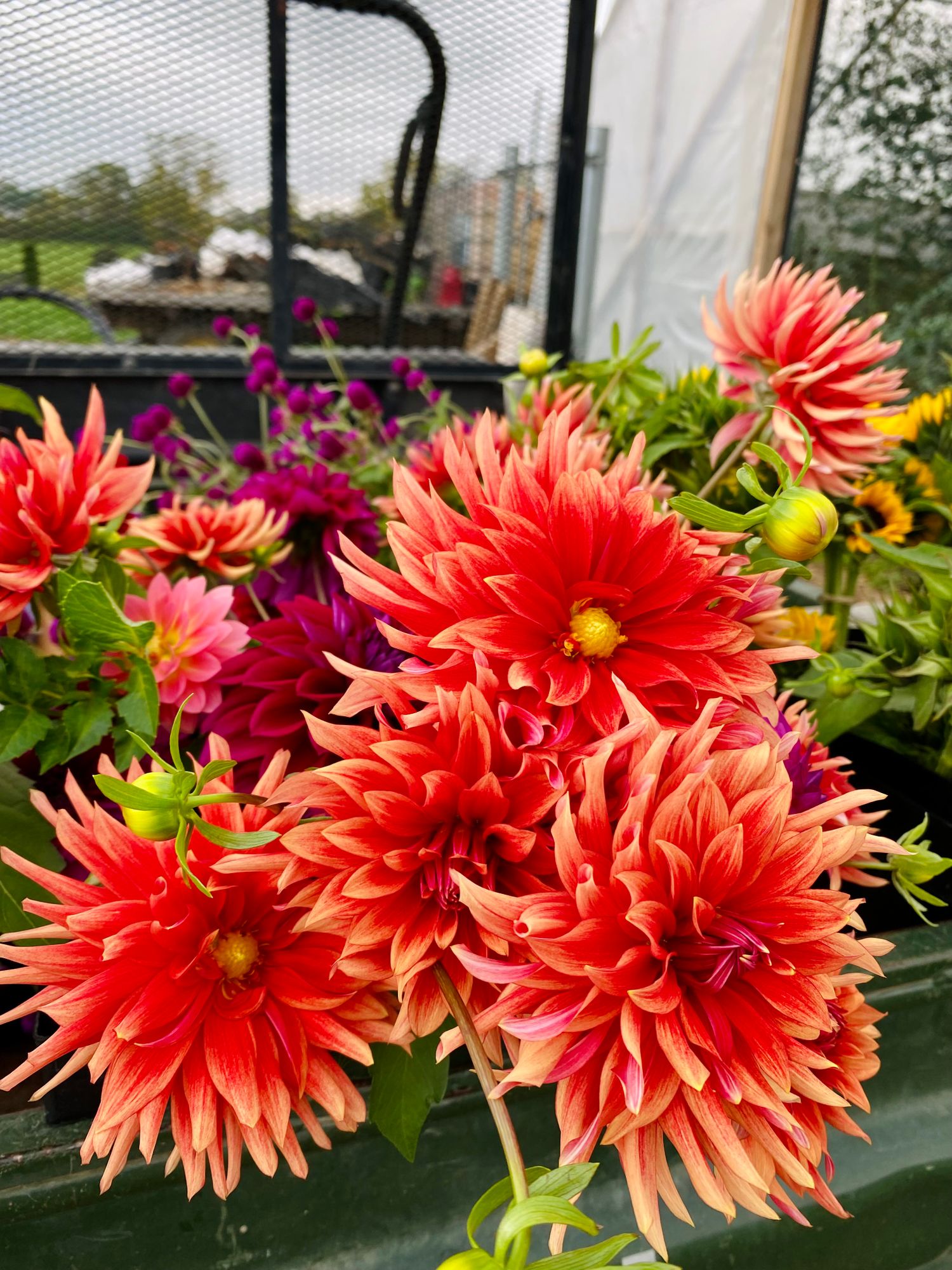 DAHLIA Good Day