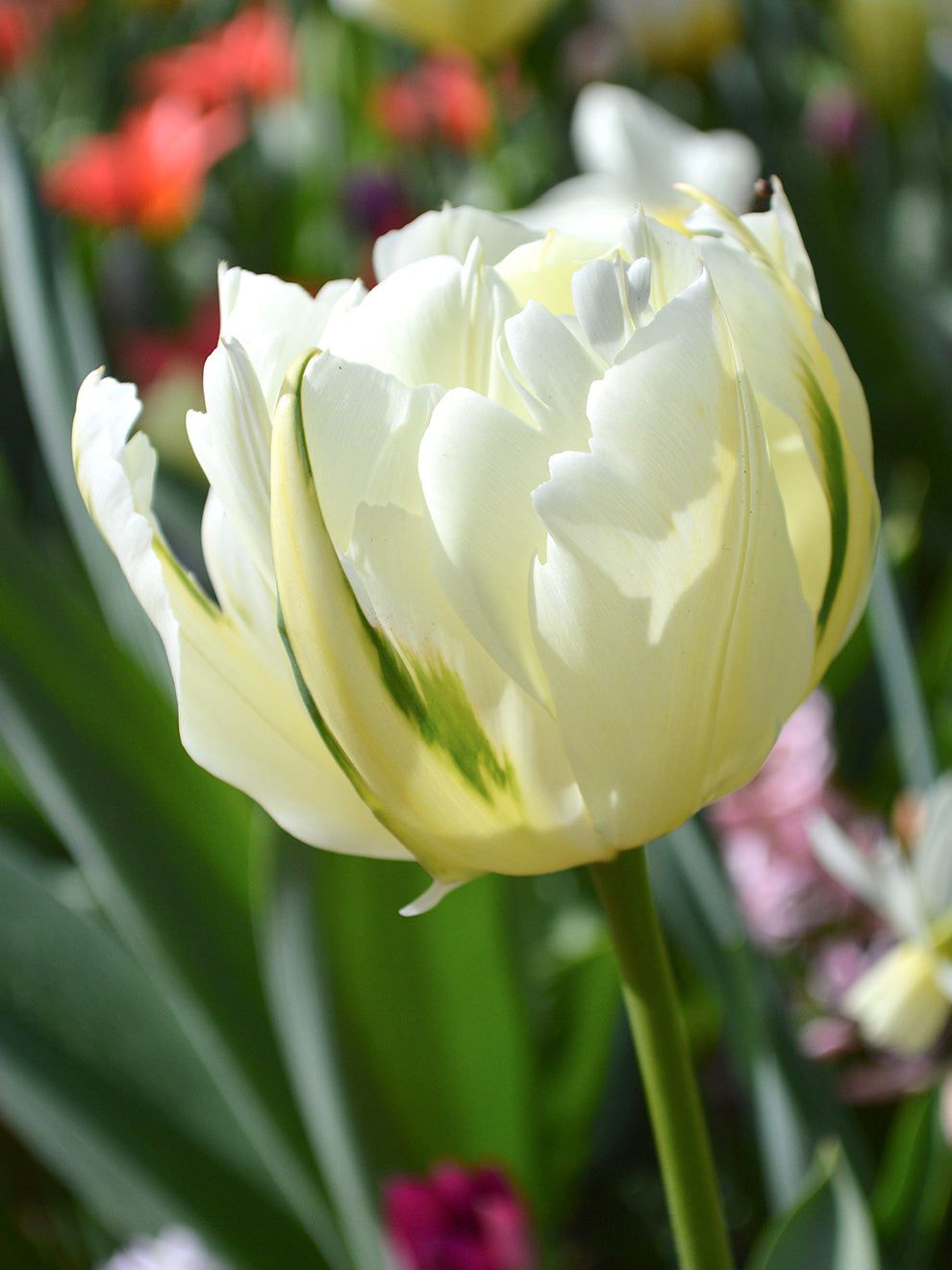 TULIPA Exotic Emperor
