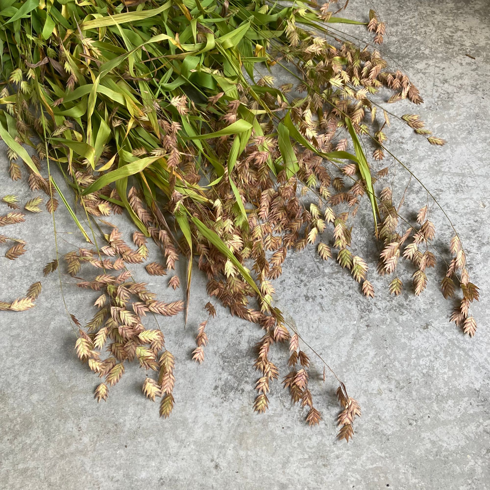 CHASMANTHIUM latifolium