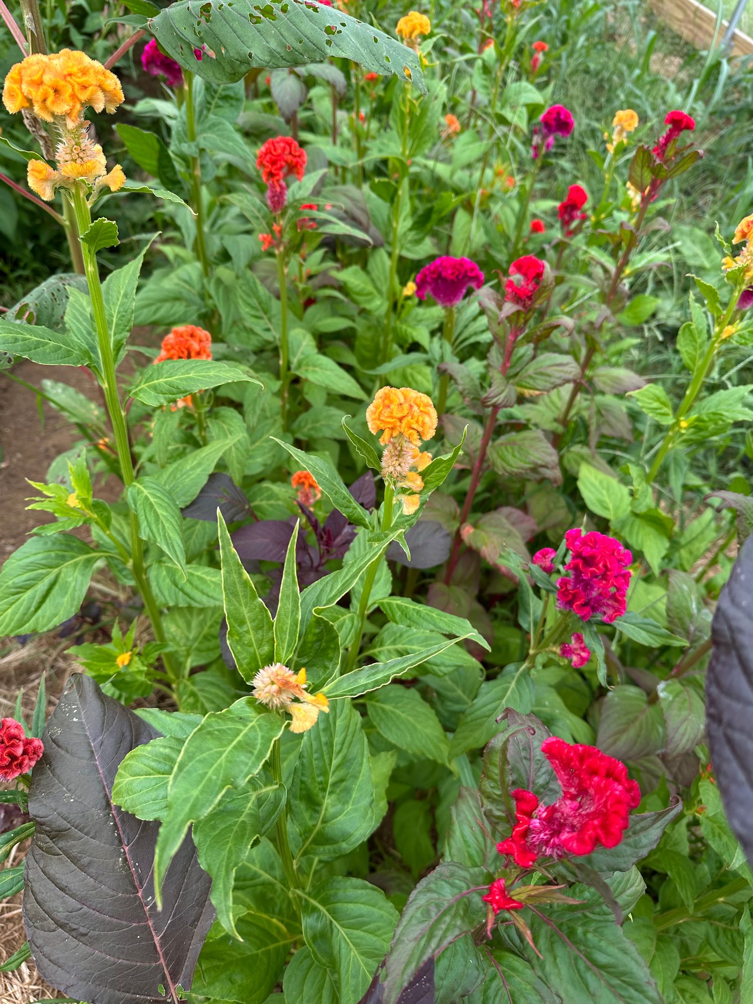 CELOSIA argentea var. cristata