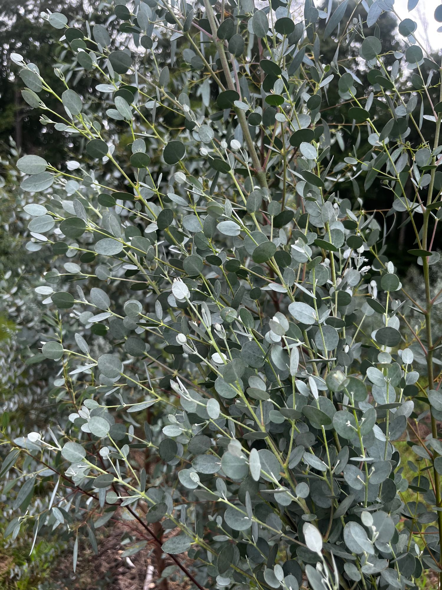 EUCALYPTUS gunnii Silver Drop