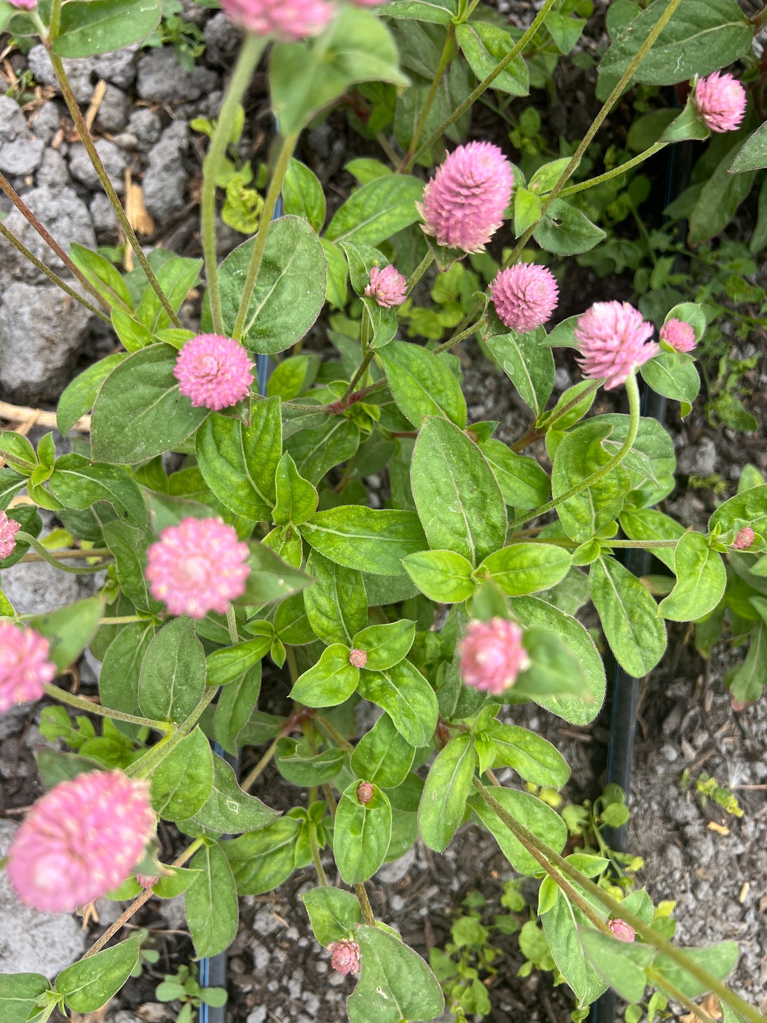 GOMPHRENA globosa