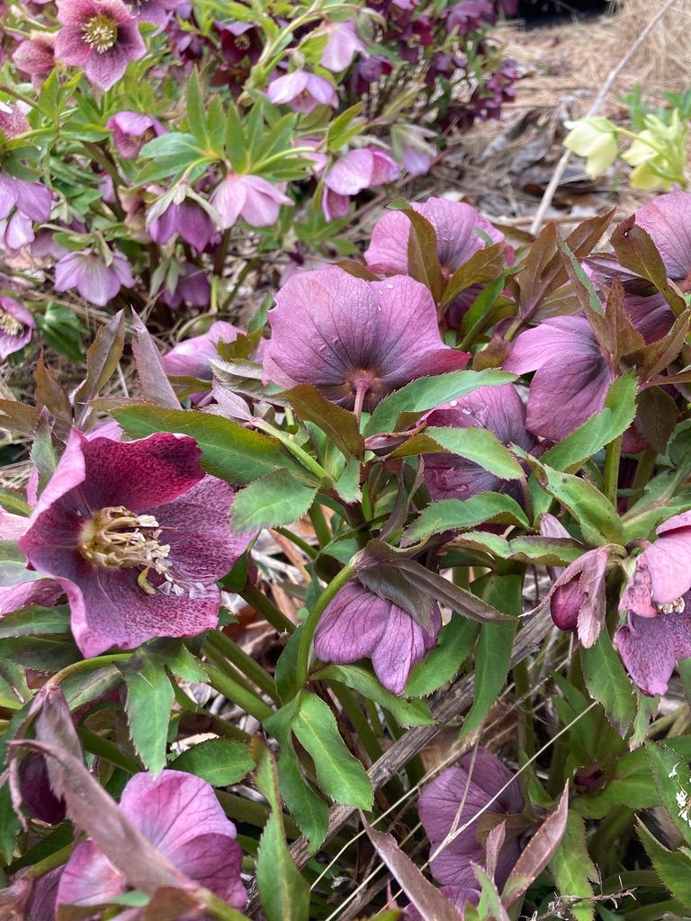 HELLEBORUS x hybridus