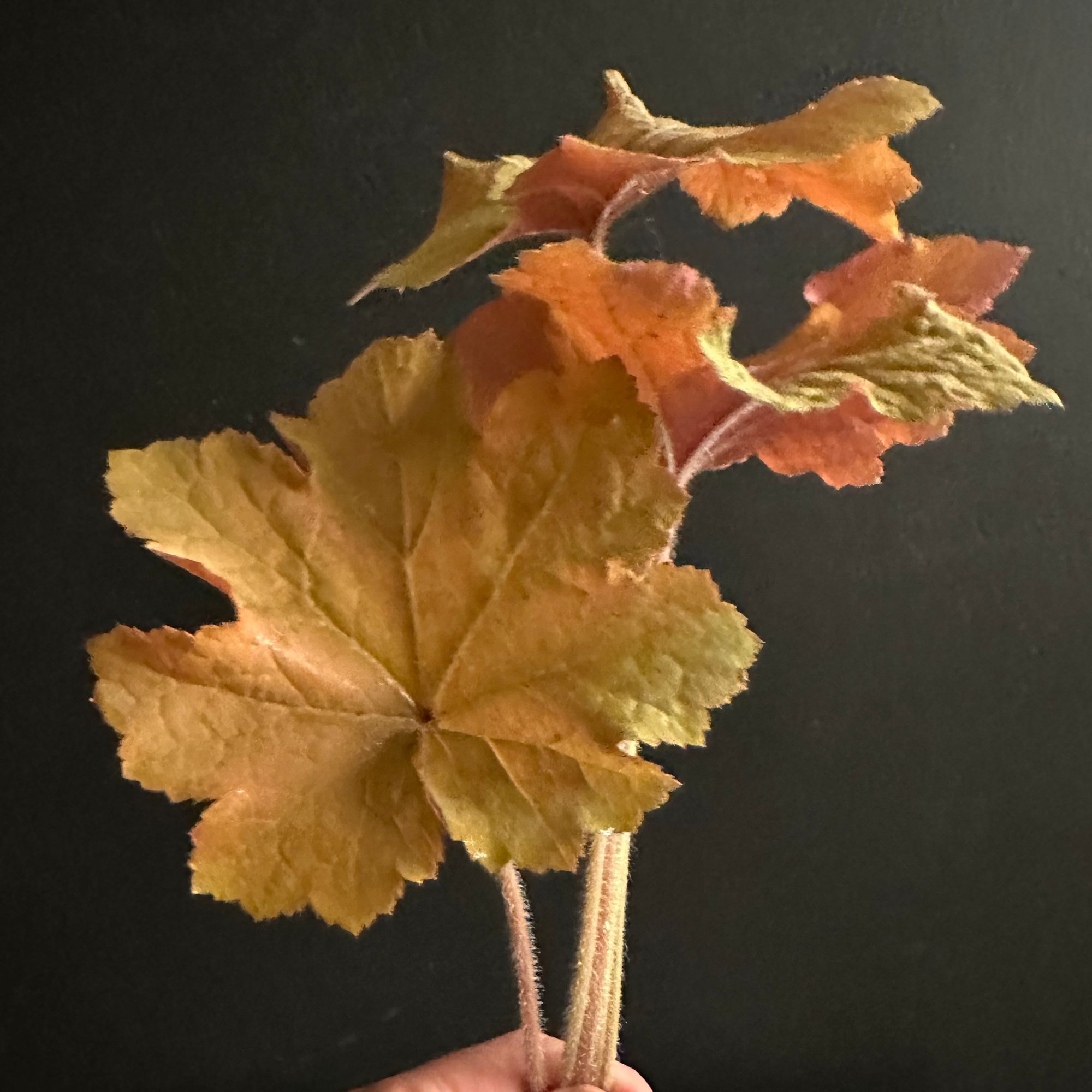 HEUCHERA x