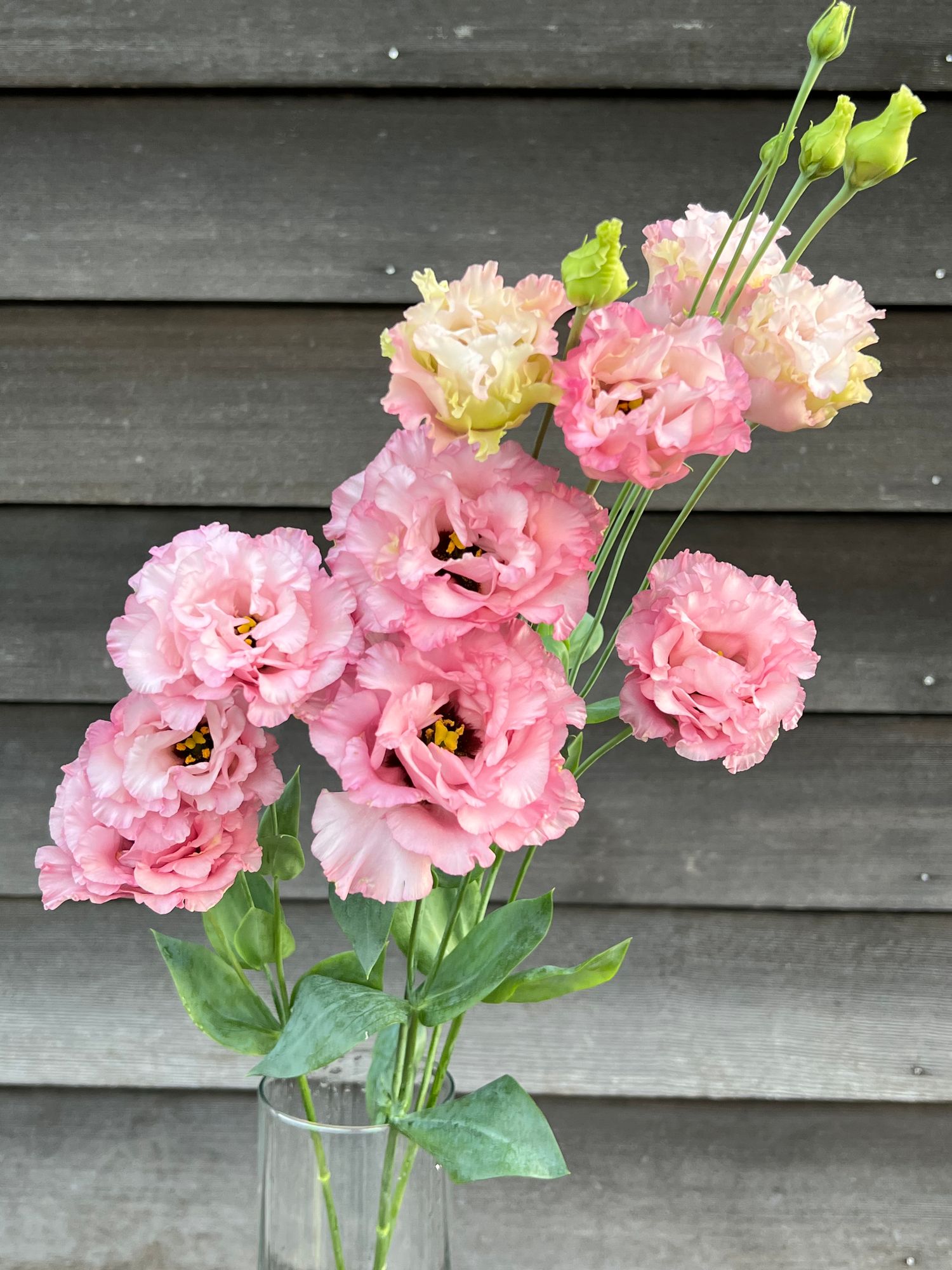 EUSTOMA grandiflorum Celeb