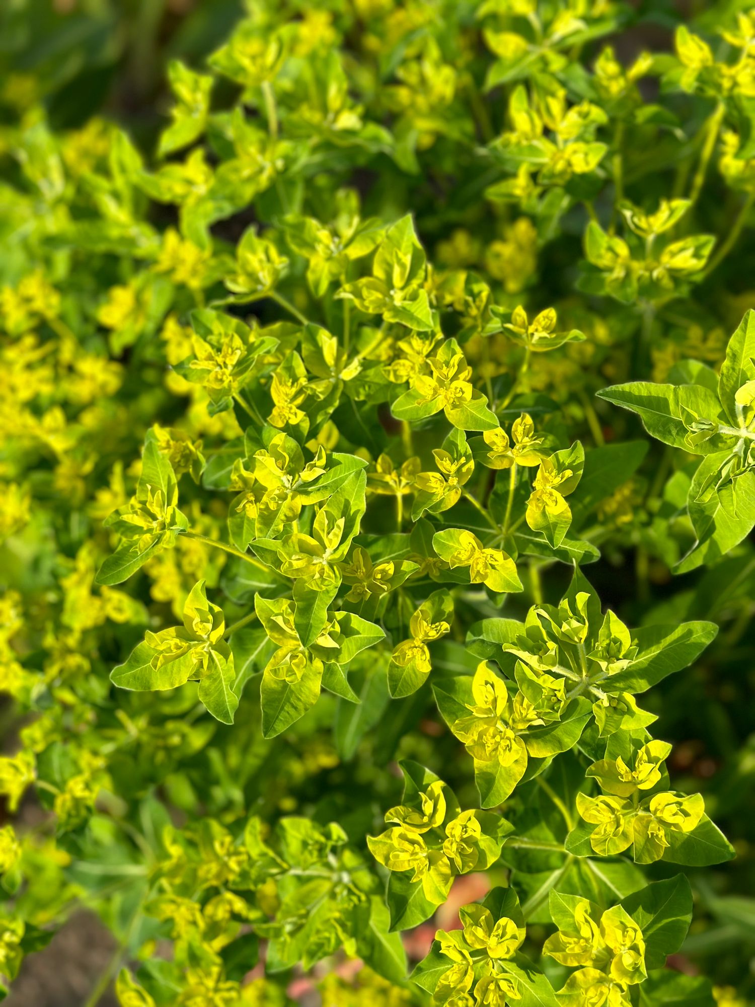 EUPHORBIA polychroma