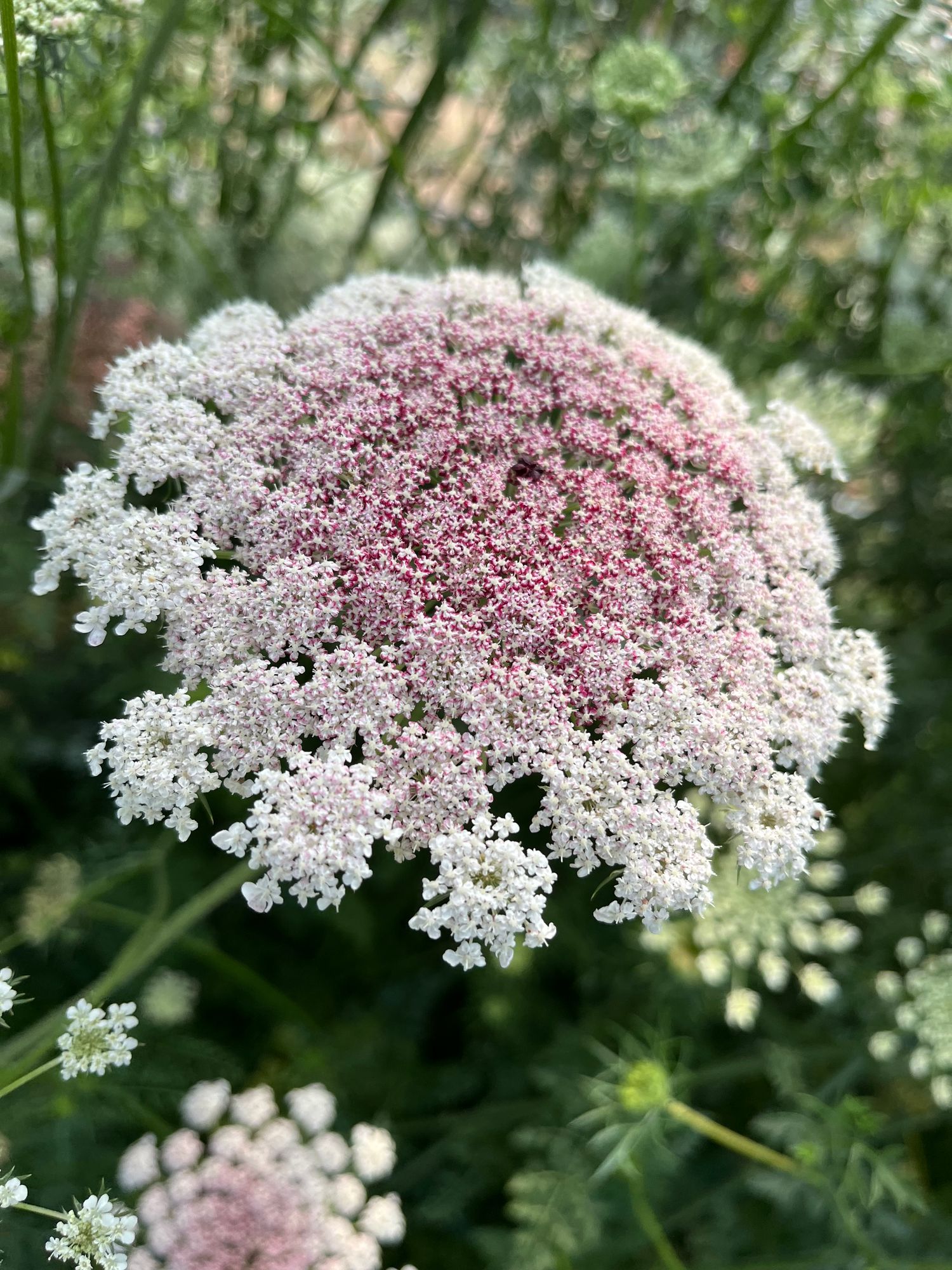 AMMI majus