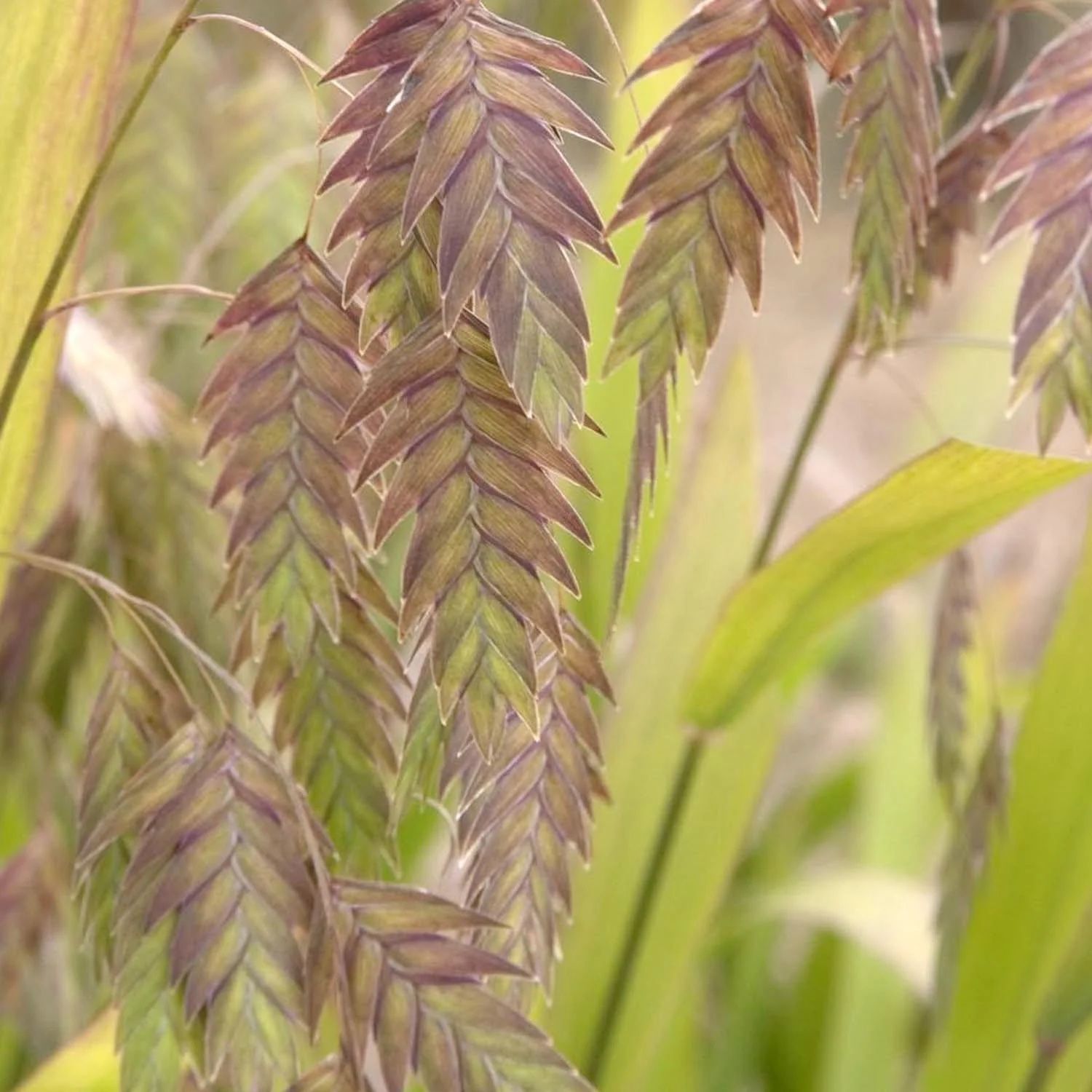 CHASMANTHIUM latifolium