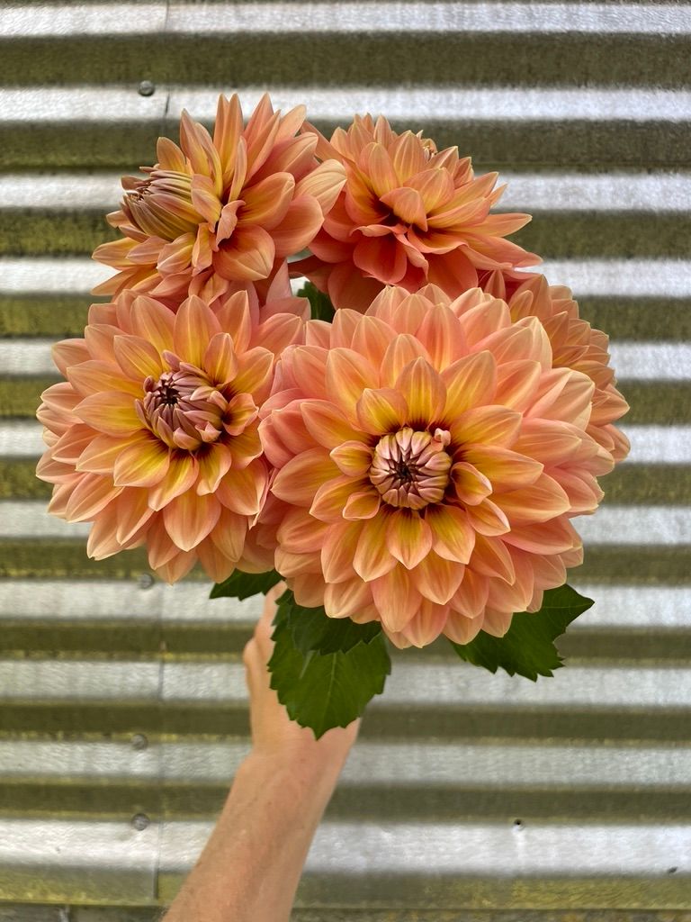 DAHLIA Nicholas