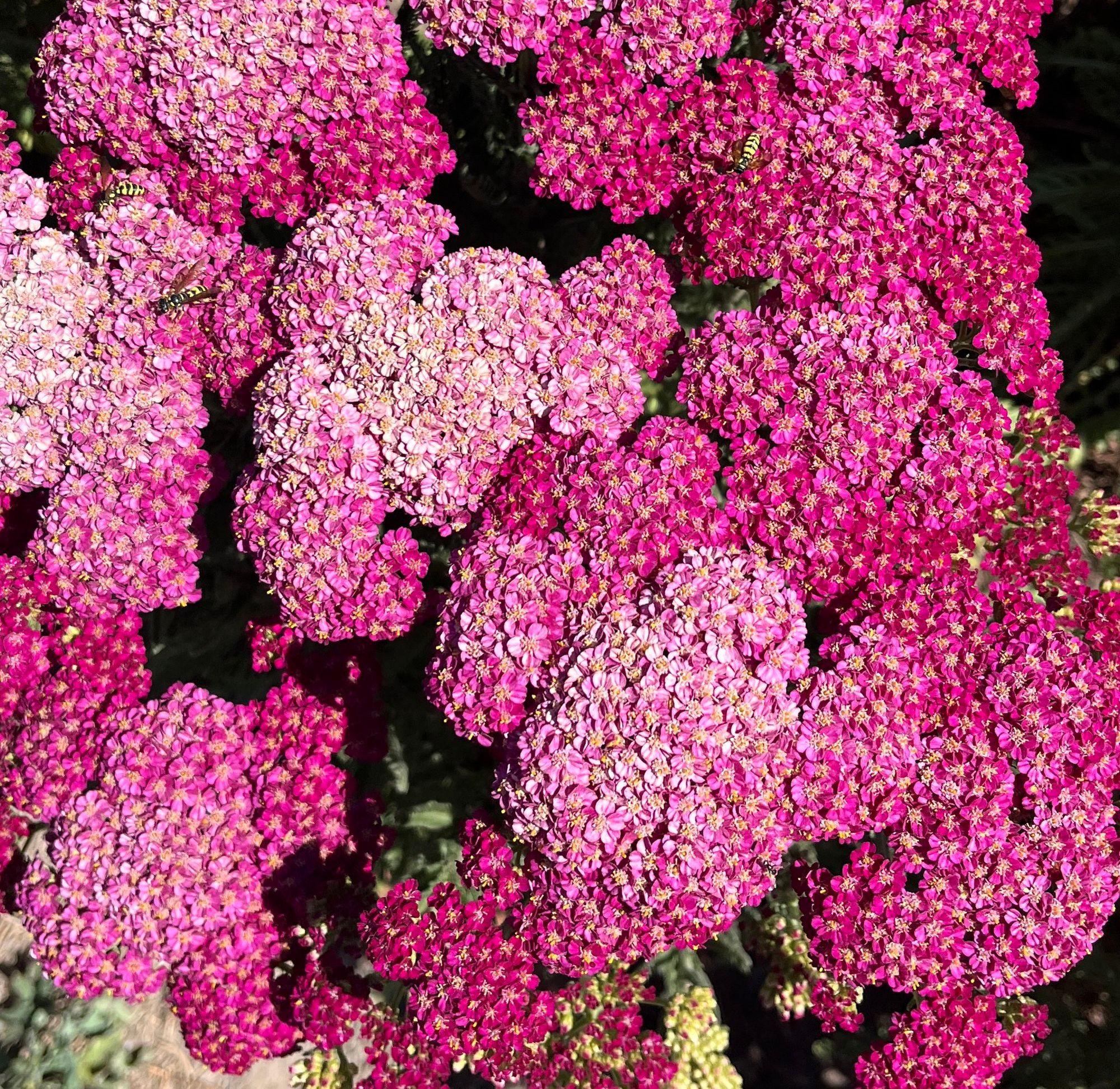 ACHILLEA x Firefly Fuschia