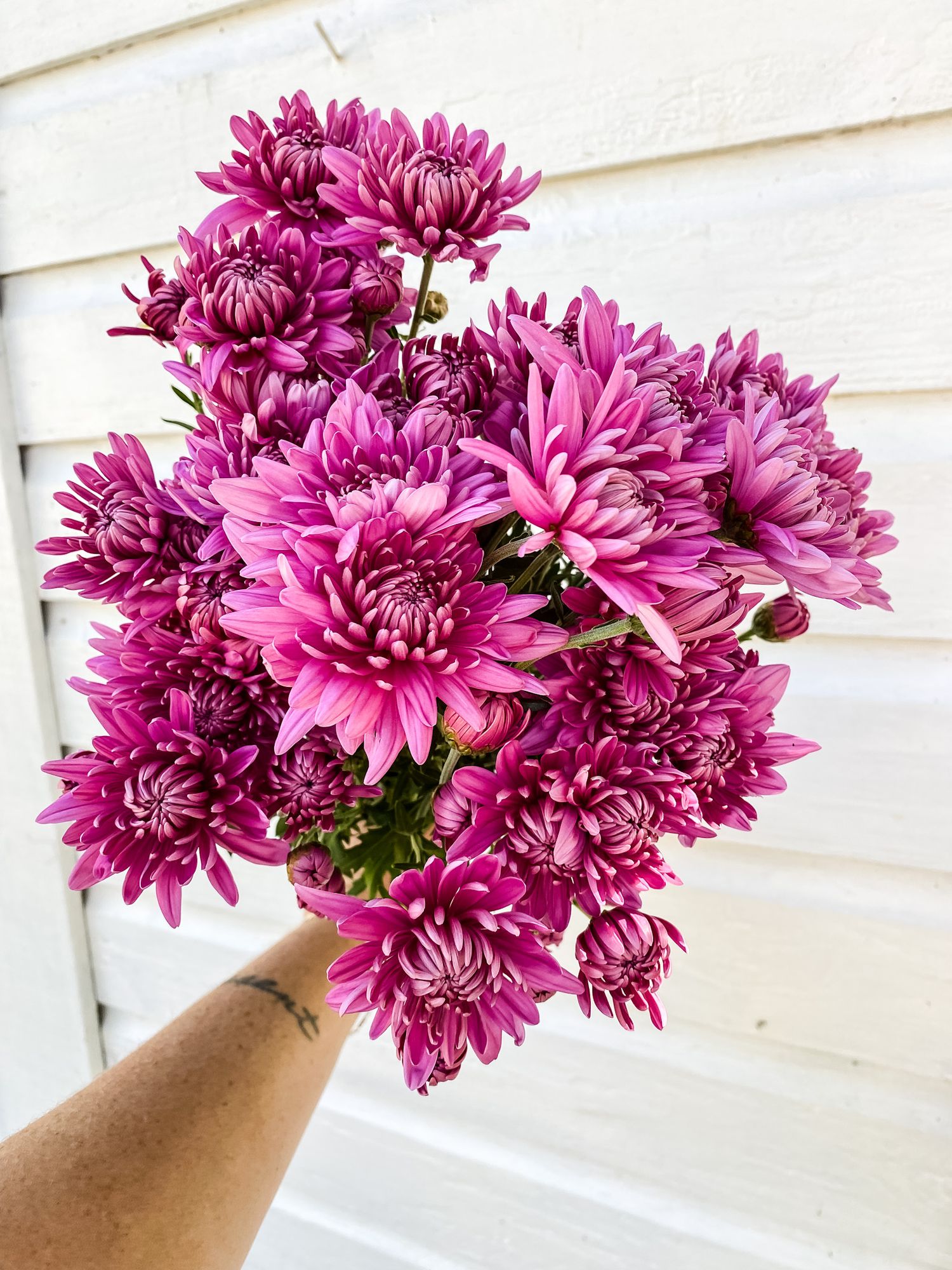 CHRYSANTHEMUM x morifolium Presidio Deep Pink