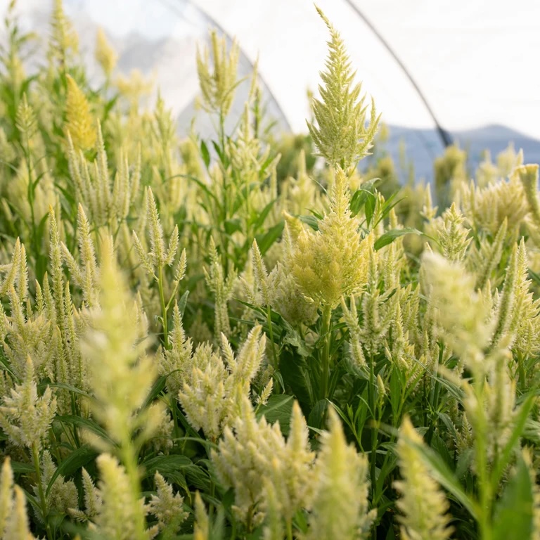 CELOSIA argentea var. plumosa Limonata