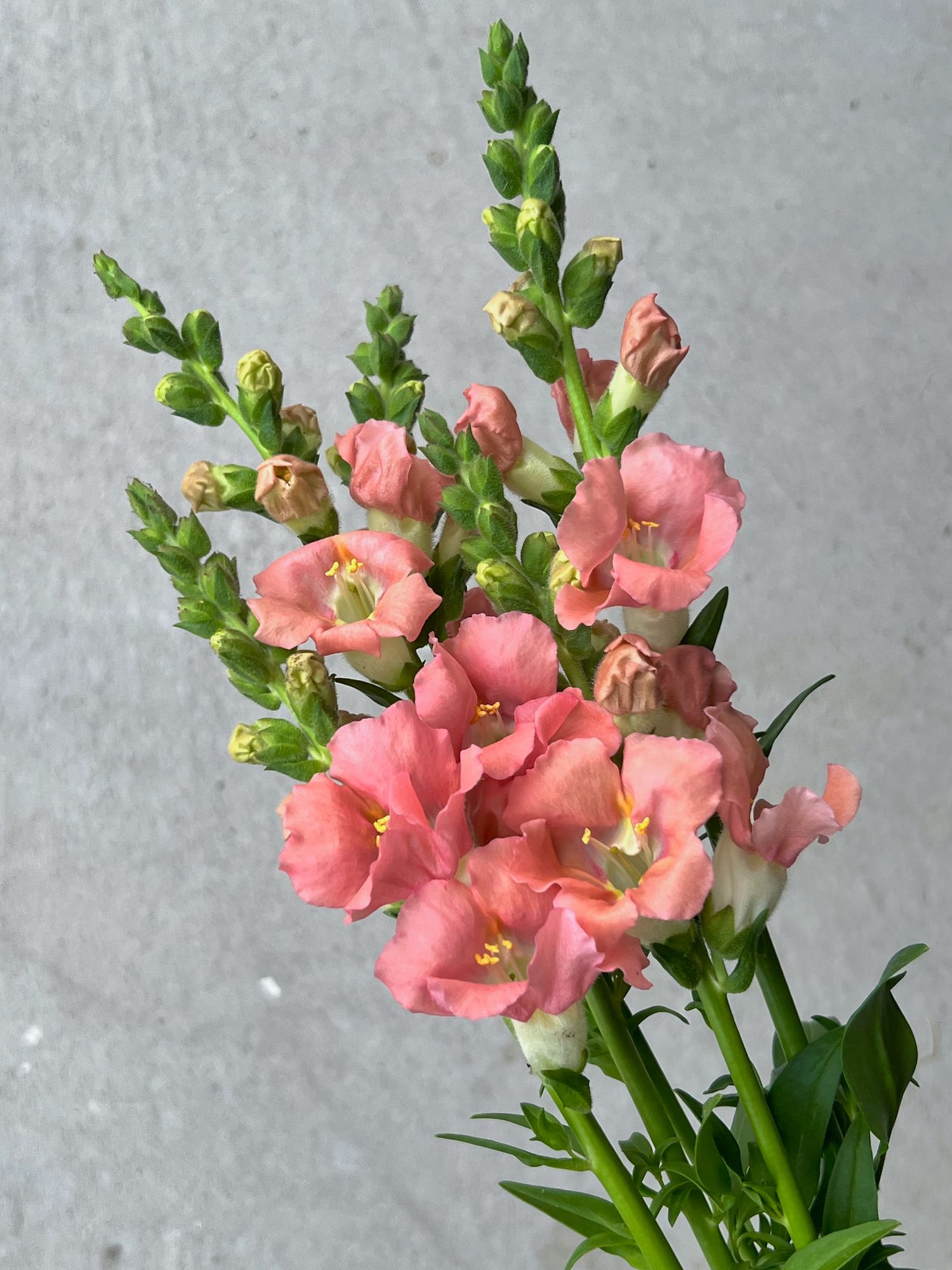 ANTIRRHINUM majus Chantilly Light Salmon