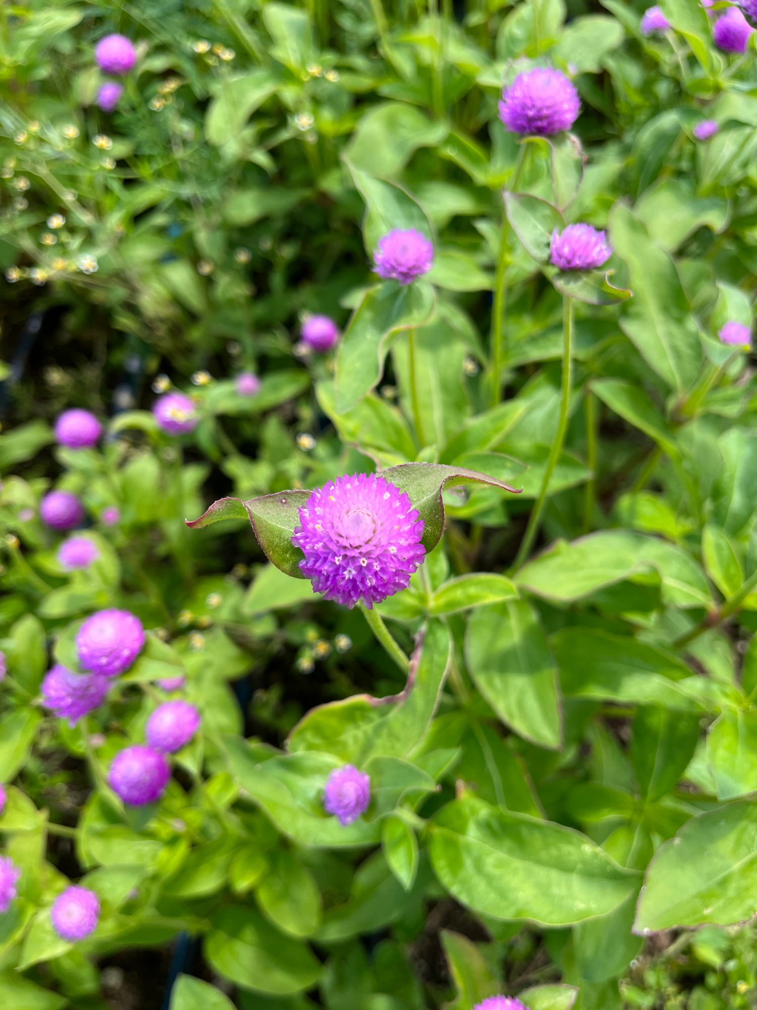 GOMPHRENA globosa QIS
