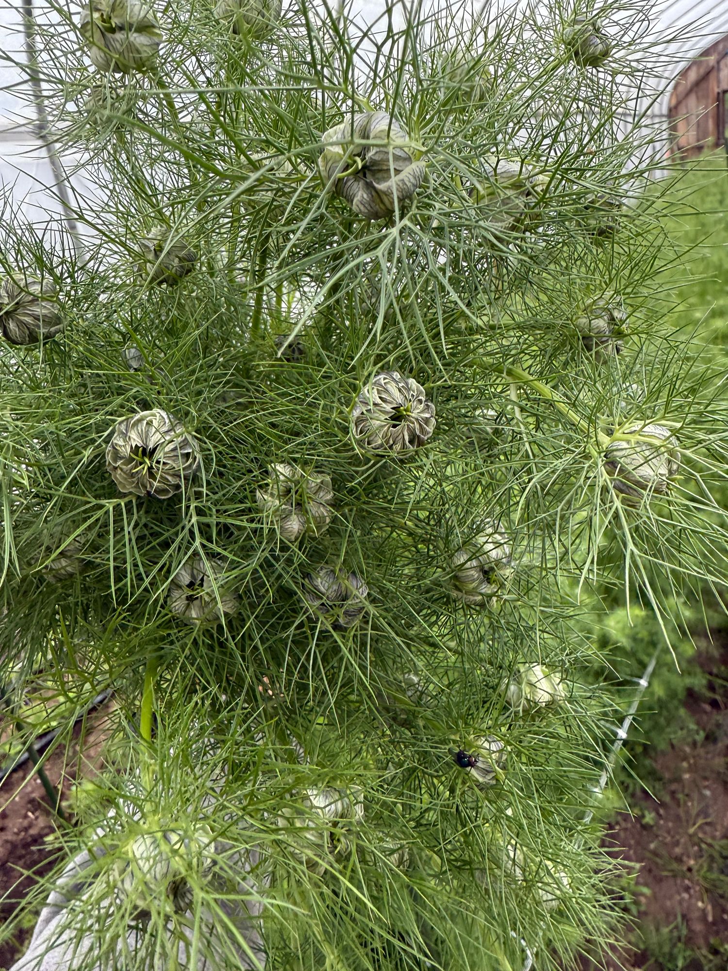 NIGELLA damascena Albion