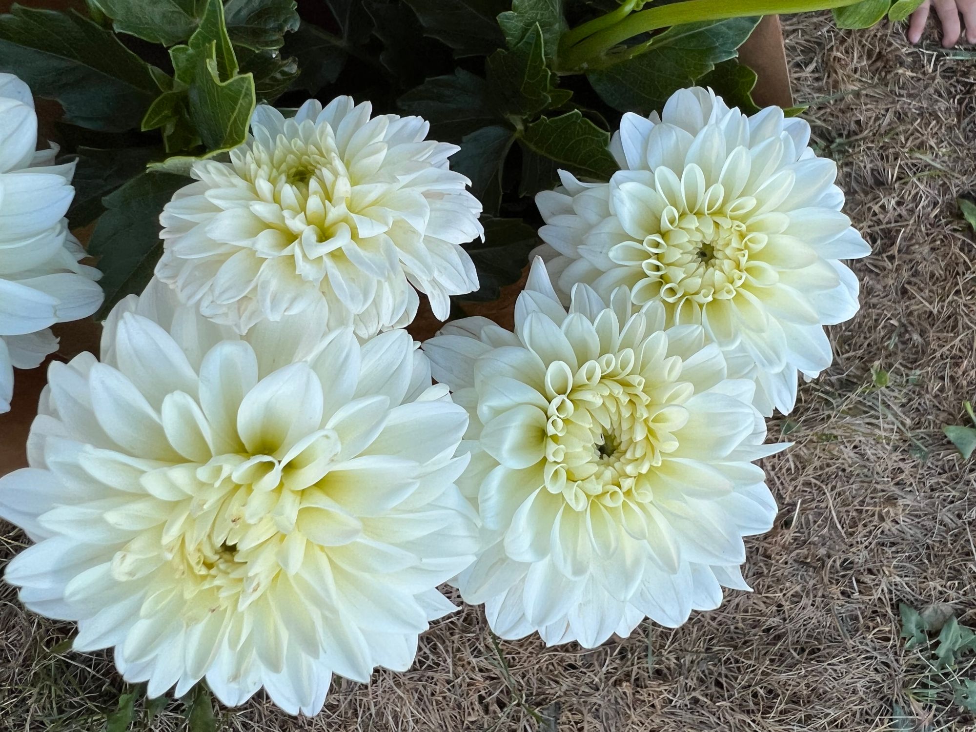 DAHLIA Blizzard