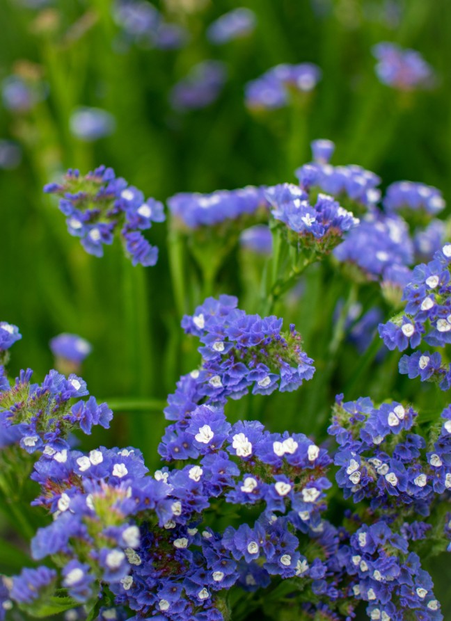 LIMONIUM sinuatum