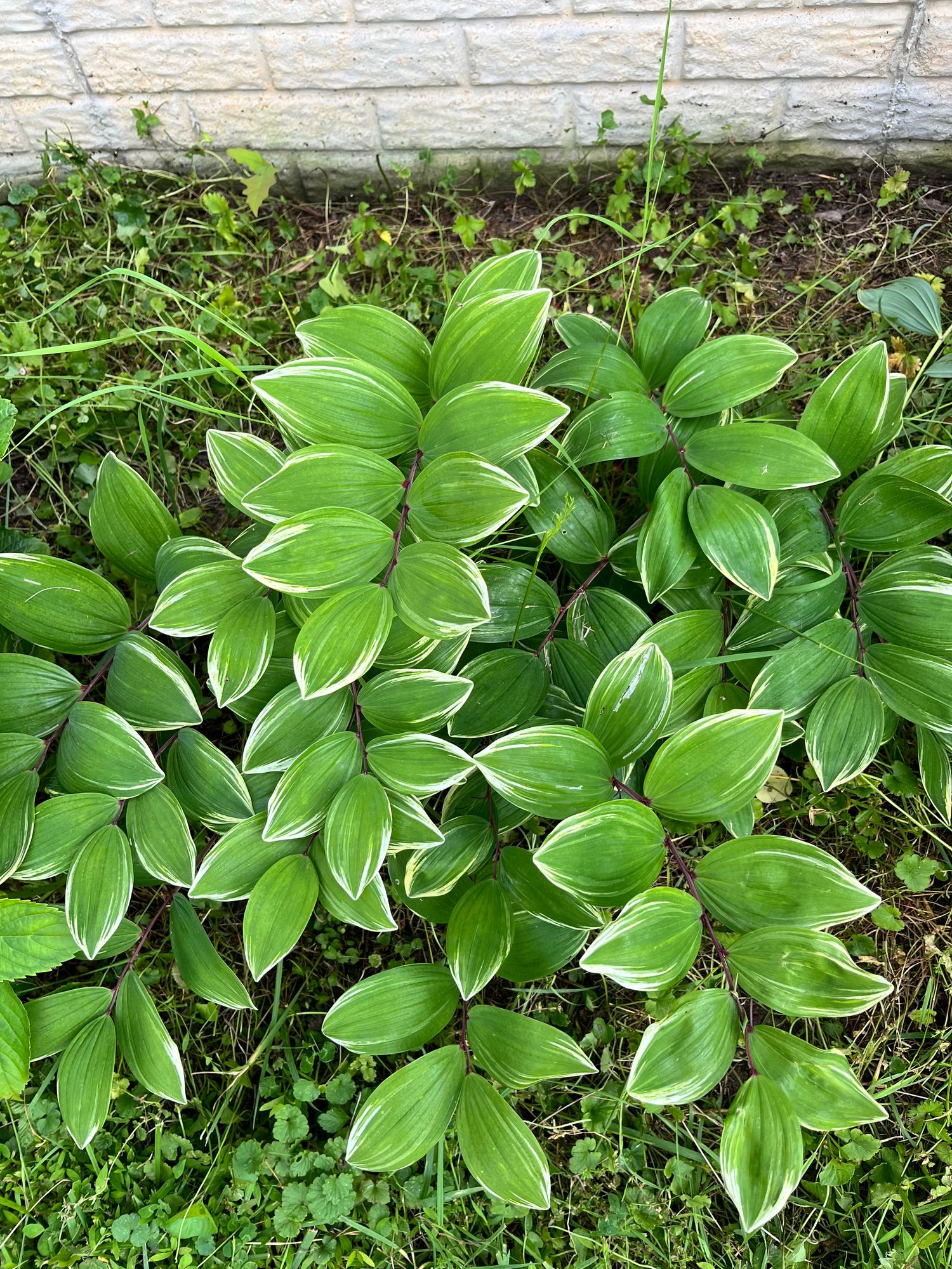 POLYGONATUM odoratum Variegatum