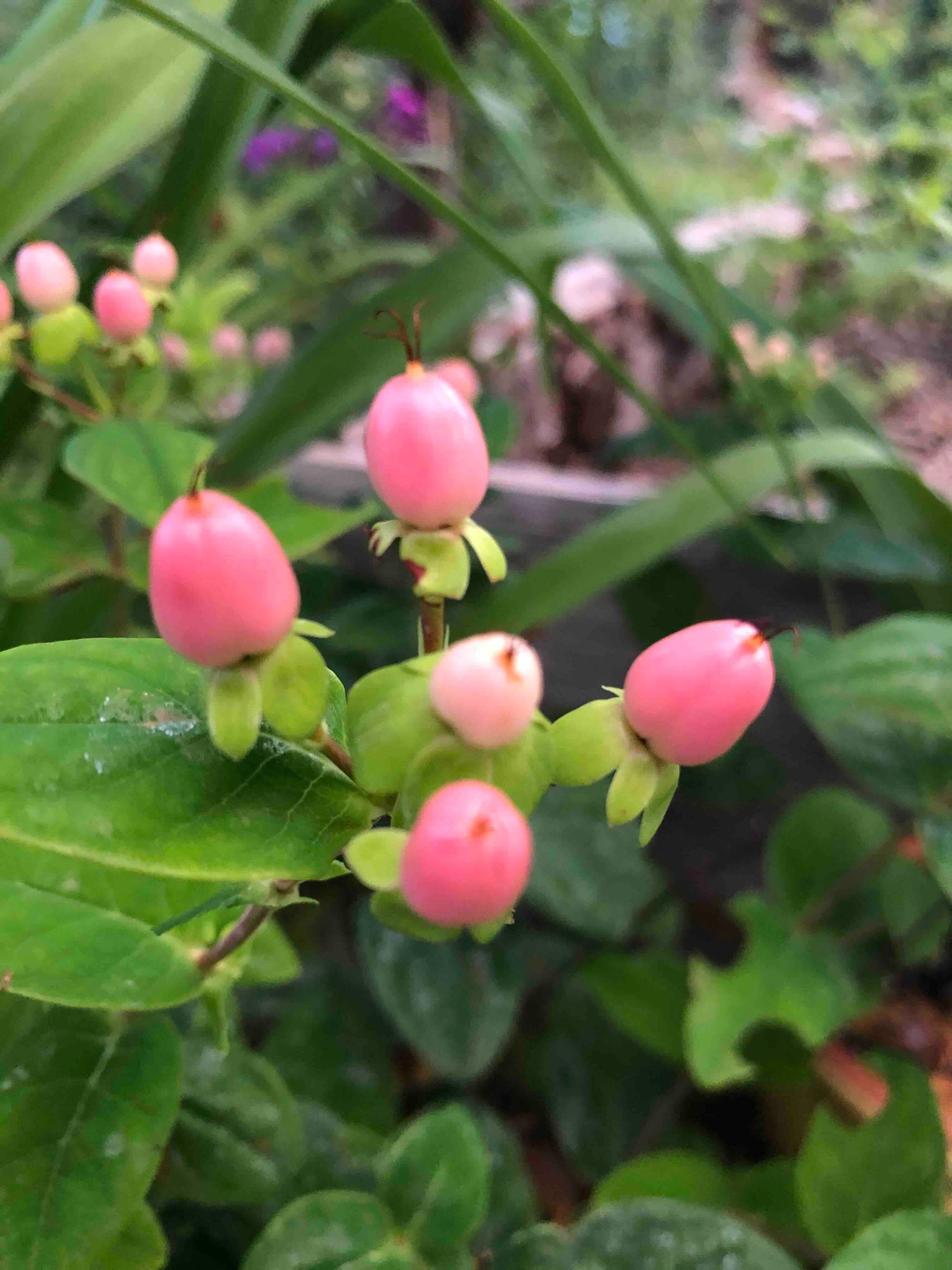 HYPERICUM x Globo Coral
