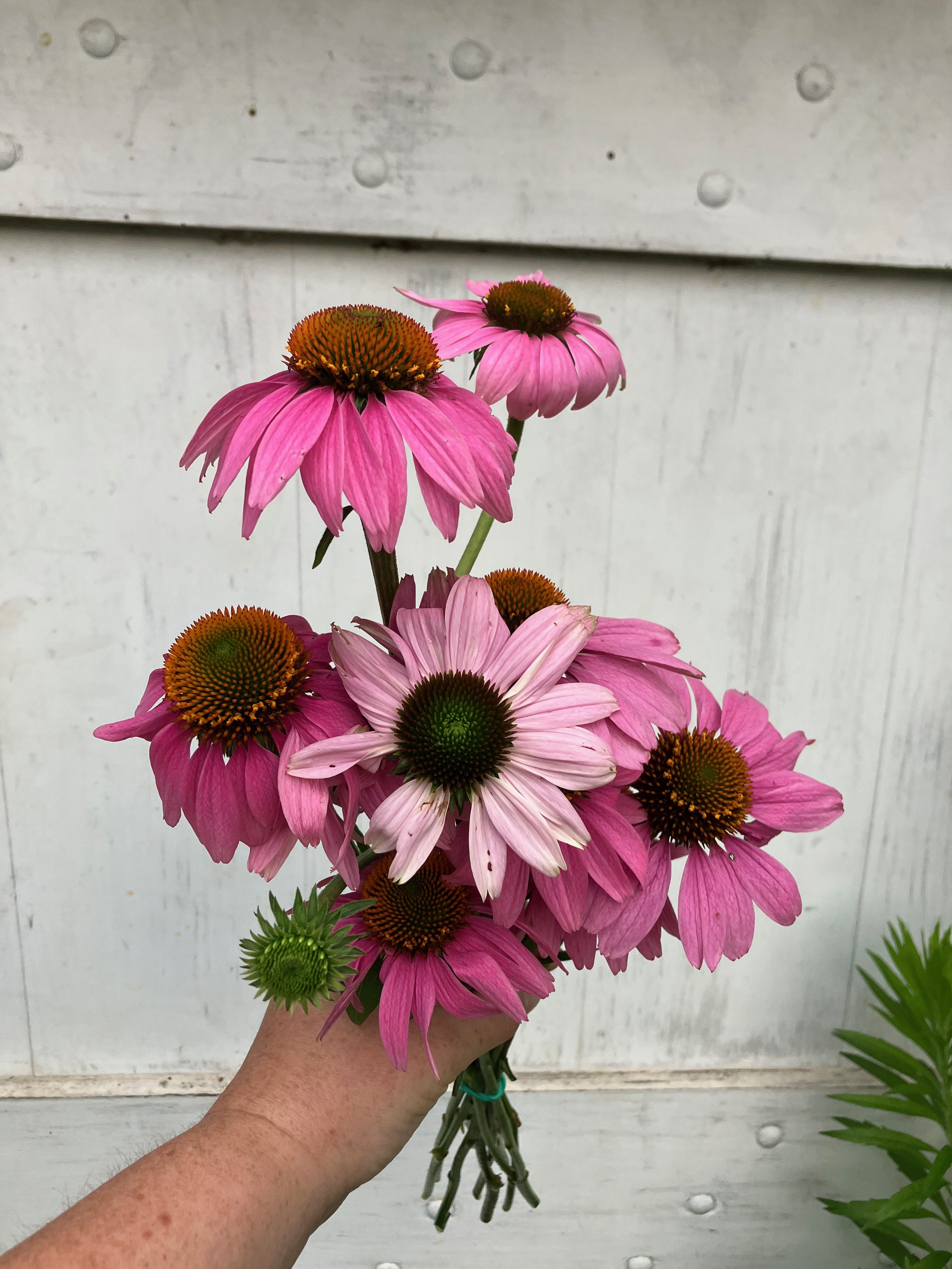 ECHINACEA purpurea