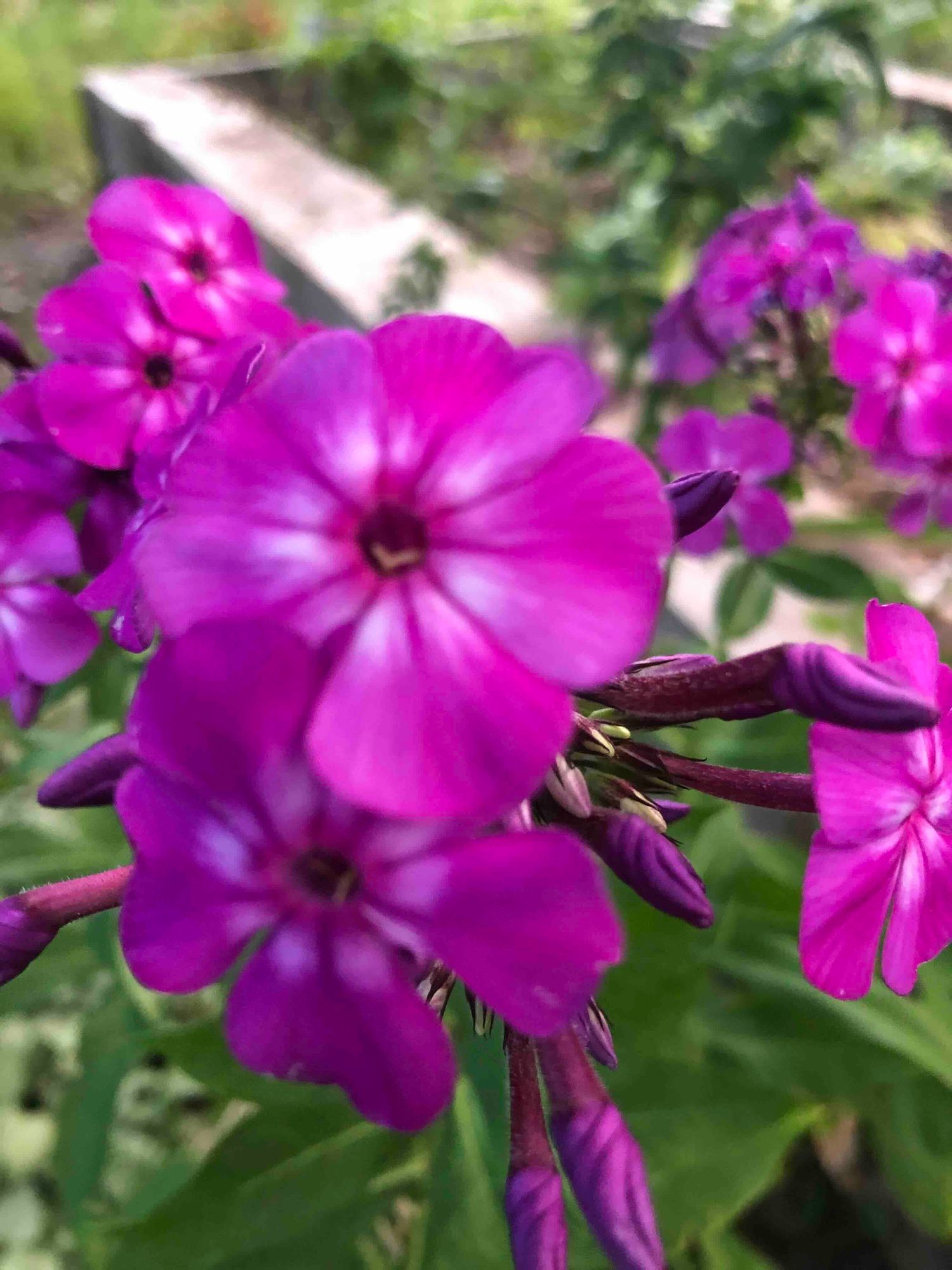 PHLOX paniculata