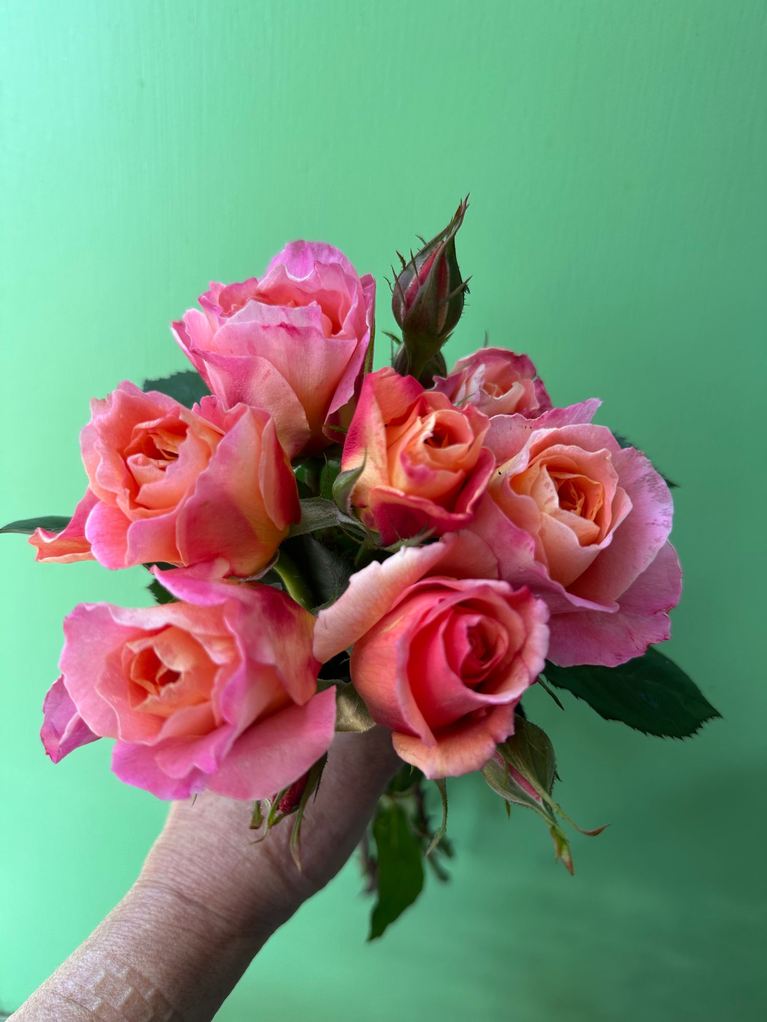 ROSA hybrida