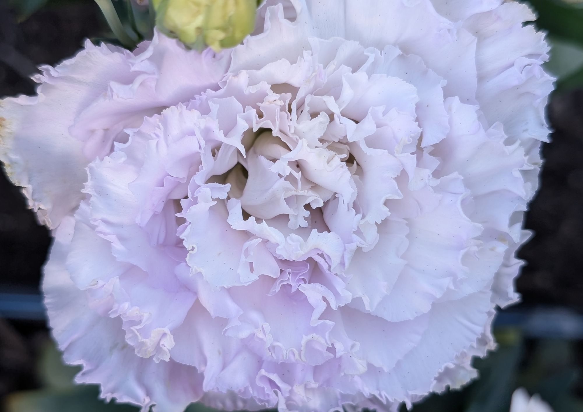 EUSTOMA grandiflorum Corelli Sugoi 1 Lavender Ice