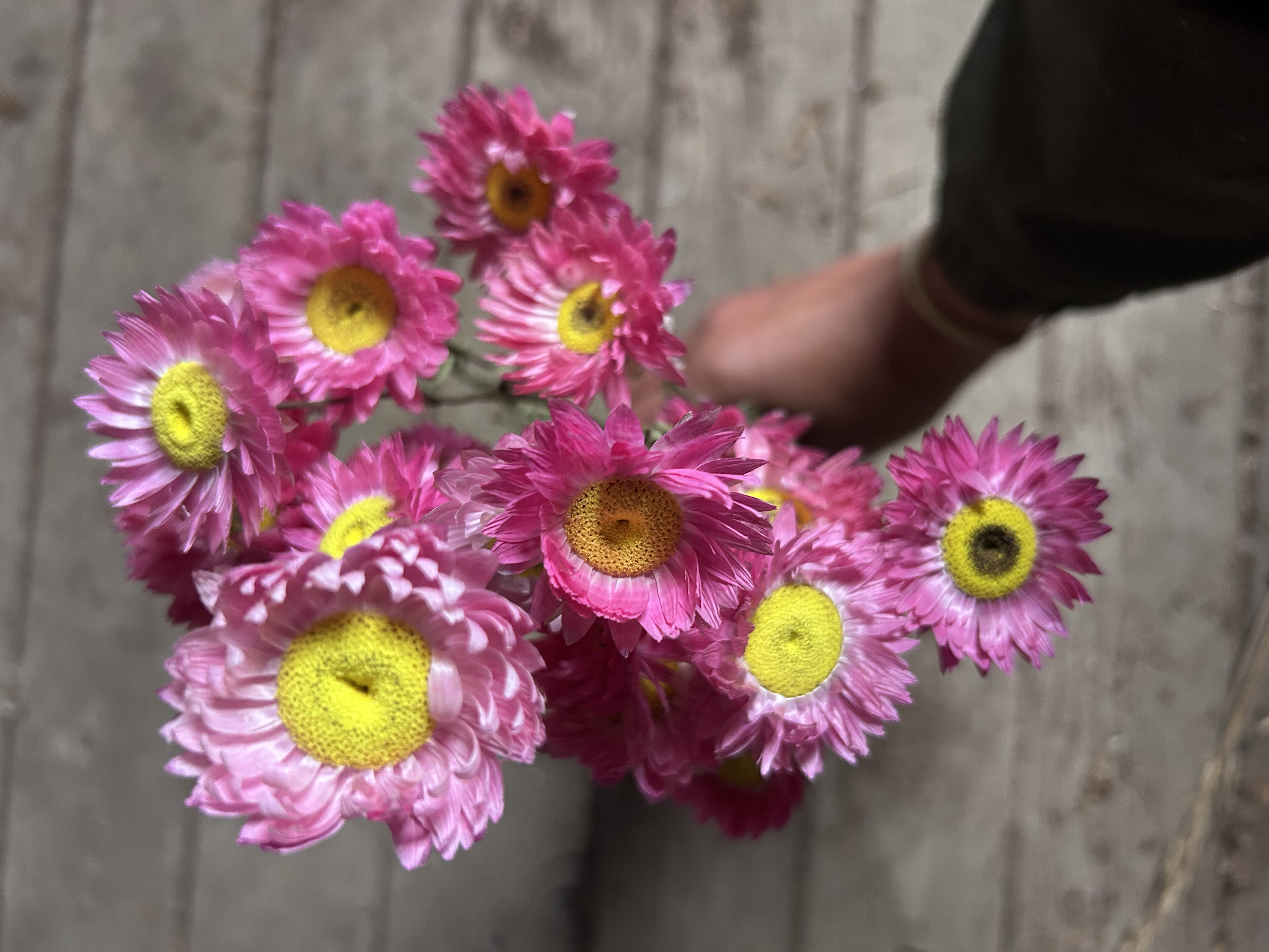 RHODANTHE manglesii Maculata Rose