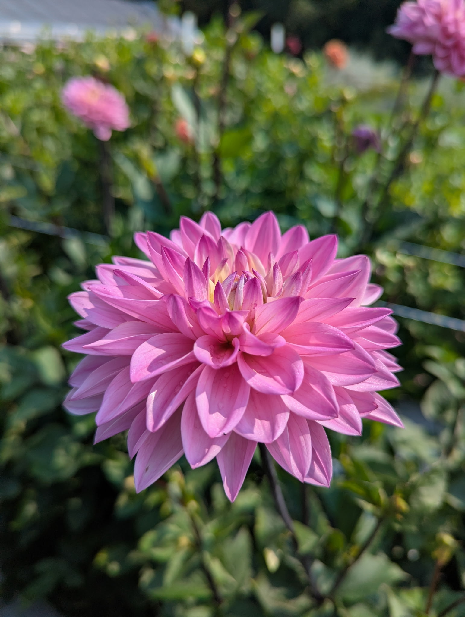 DAHLIA Karma Prospero