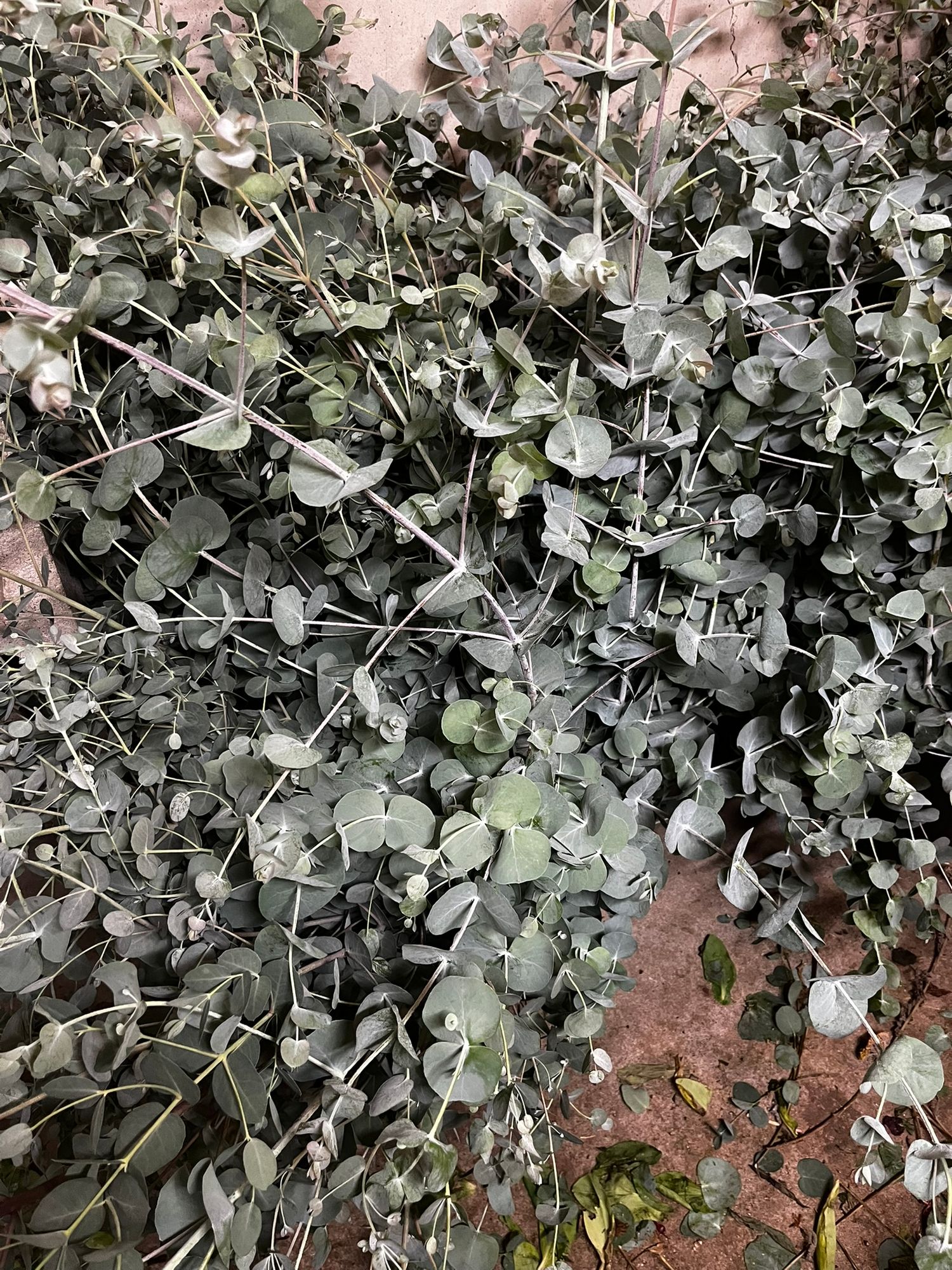 EUCALYPTUS cinerea