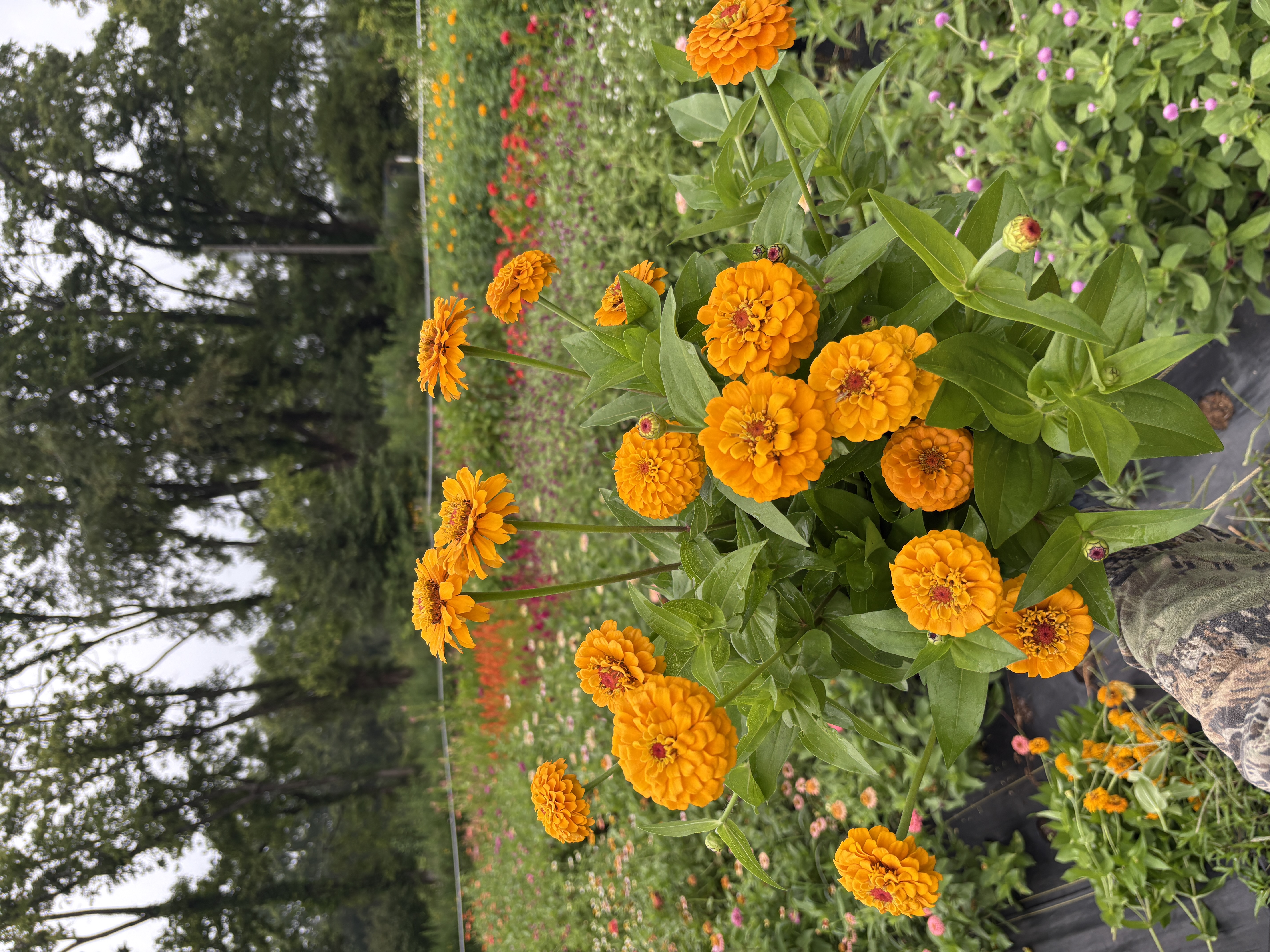 ZINNIA elegans Oklahoma Golden Yellow