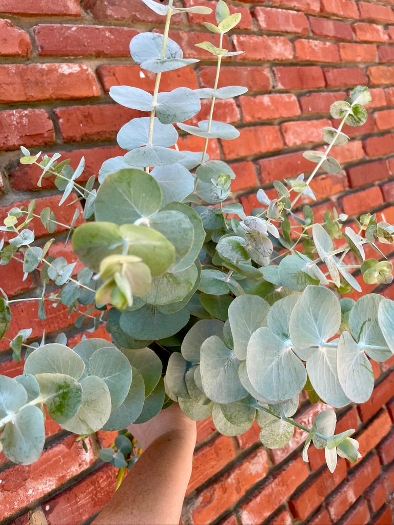 EUCALYPTUS cinerea