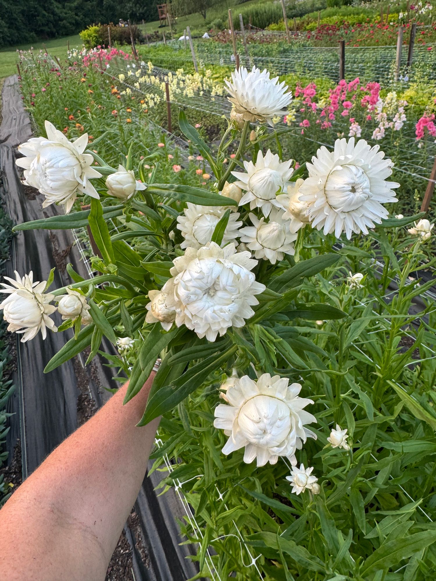 XEROCHRYSUM bracteatum Vintage White