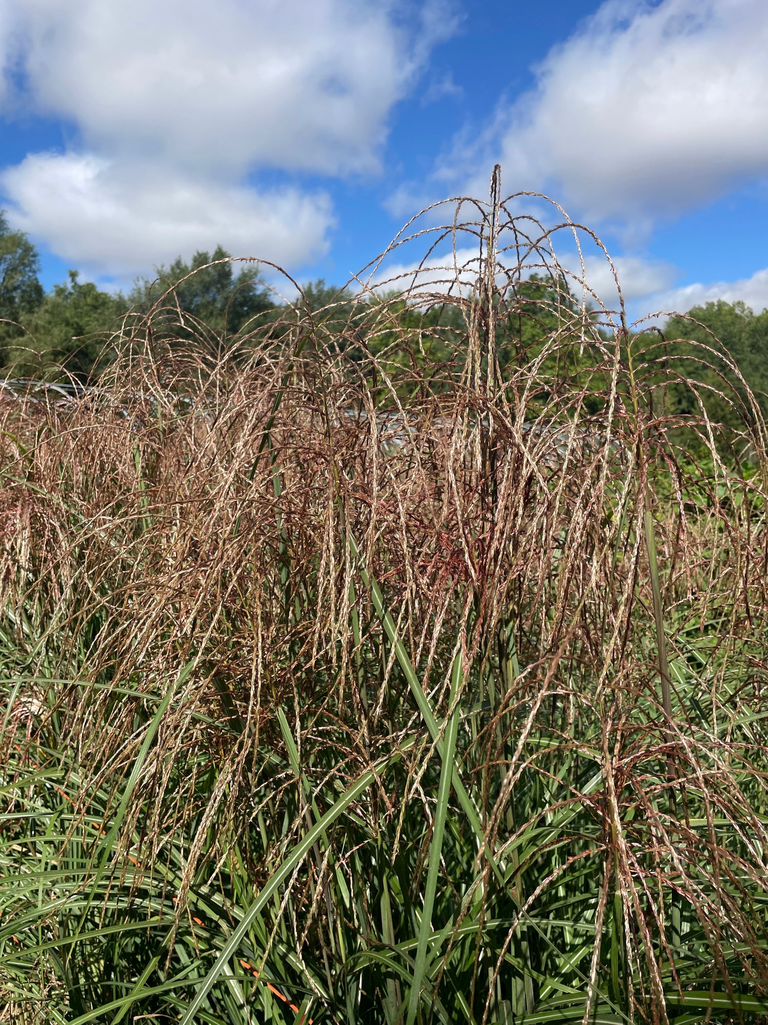 MISCANTHUS sinensis Huron Sunrise