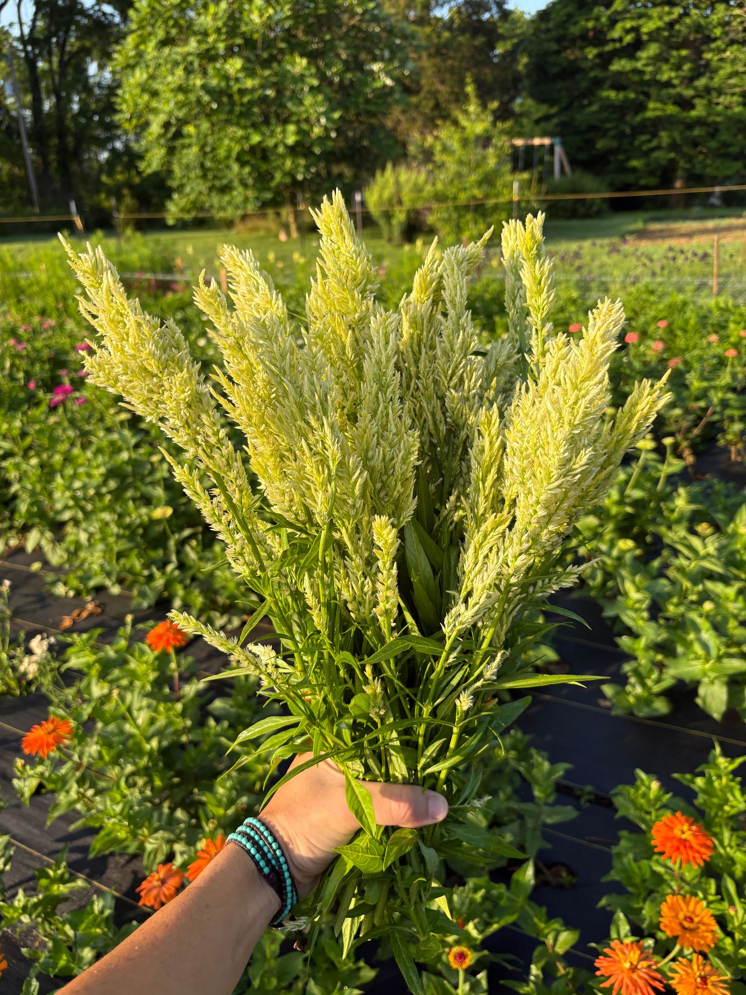 CELOSIA argentea var. plumosa Sunday Green