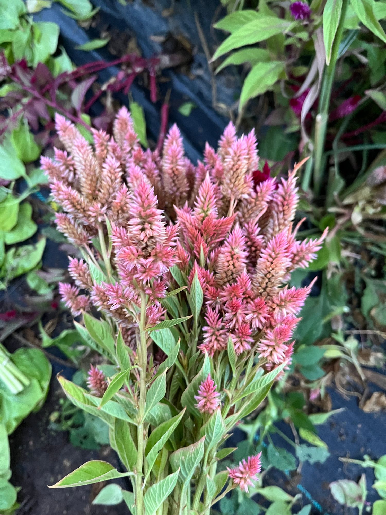 CELOSIA argentea spicata Celway Salmon
