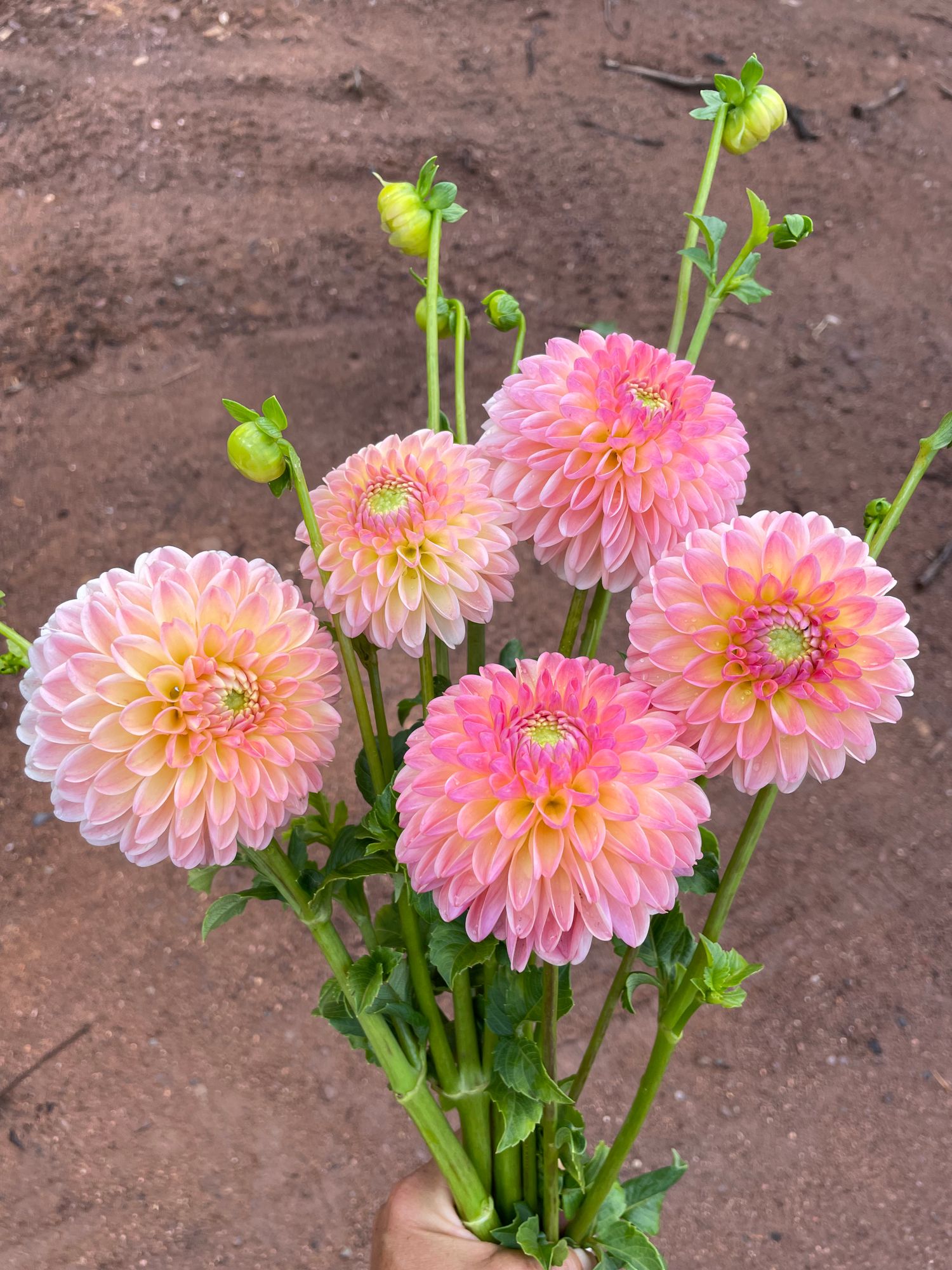 DAHLIA